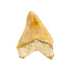 Megalodon Shark Tooth