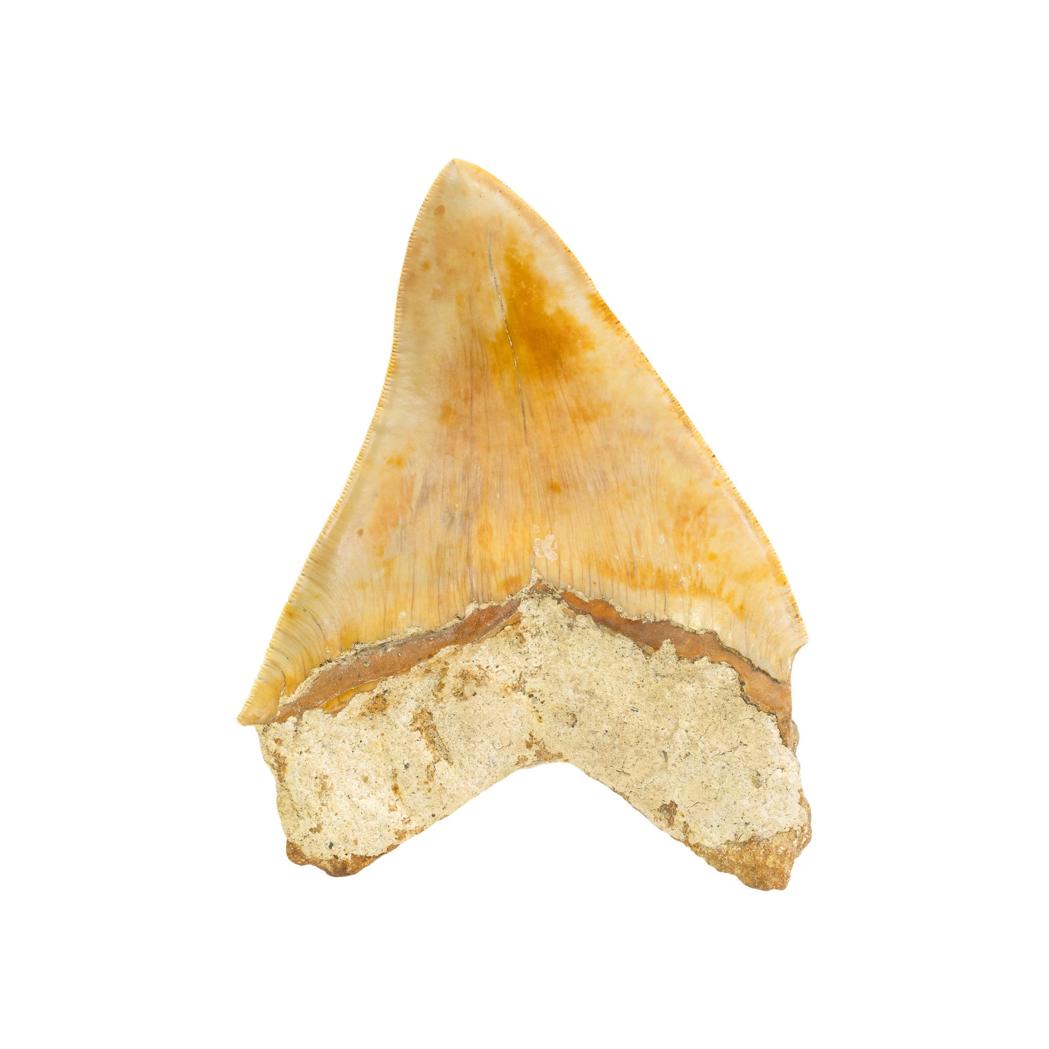 Megalodon Shark Tooth