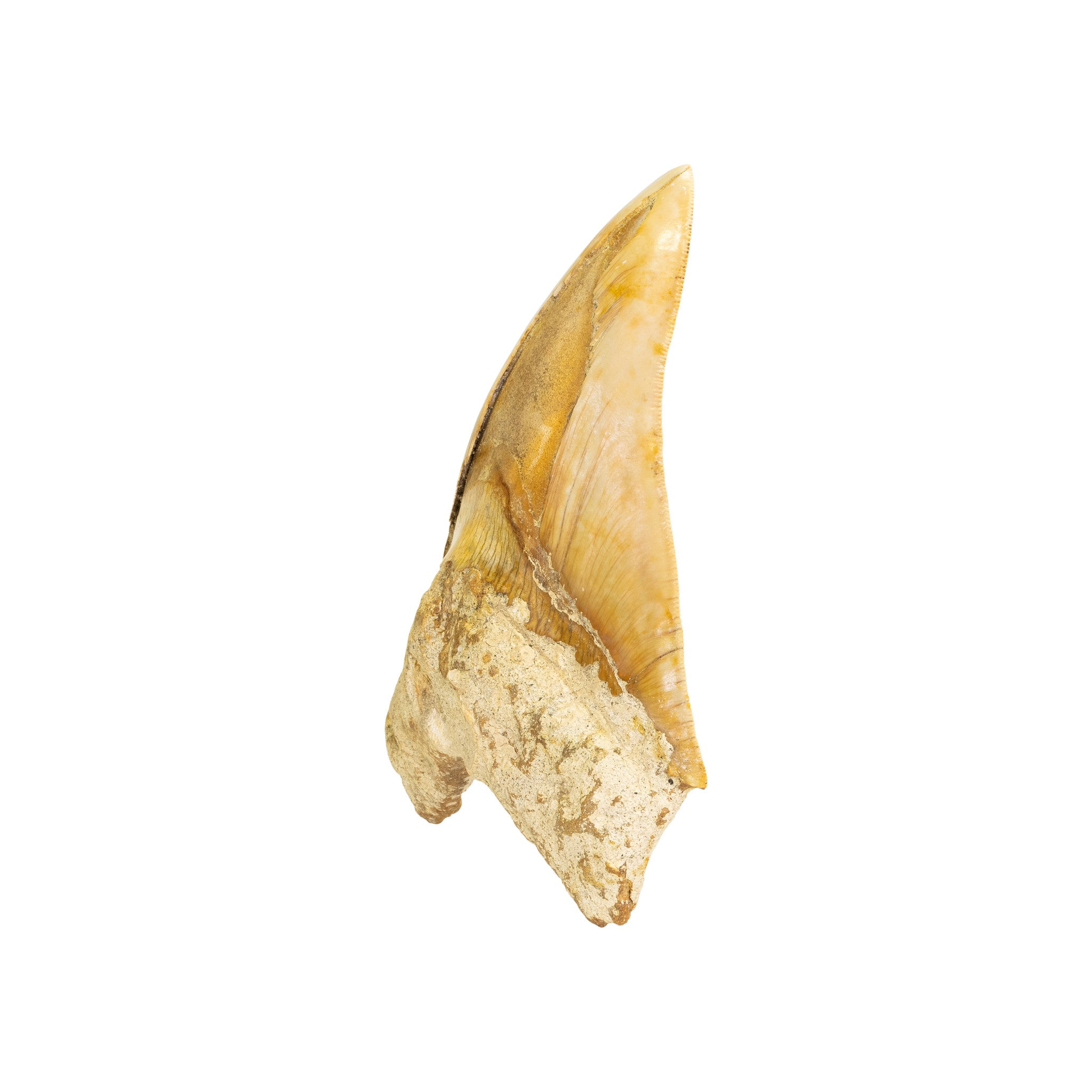 Megalodon Shark Tooth
