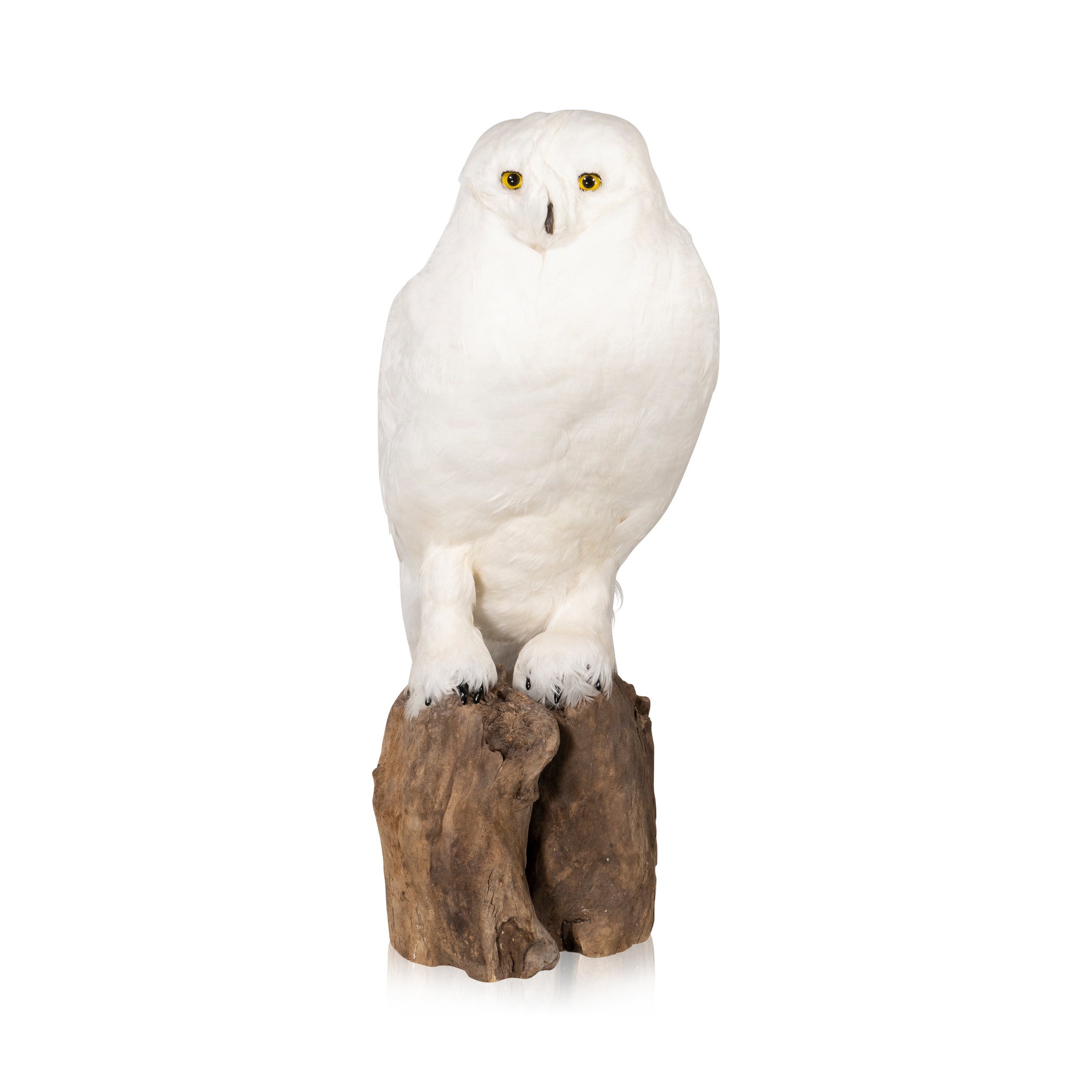 "Snowy Owl" Mount, Furnishings, Taxidermy, Bird