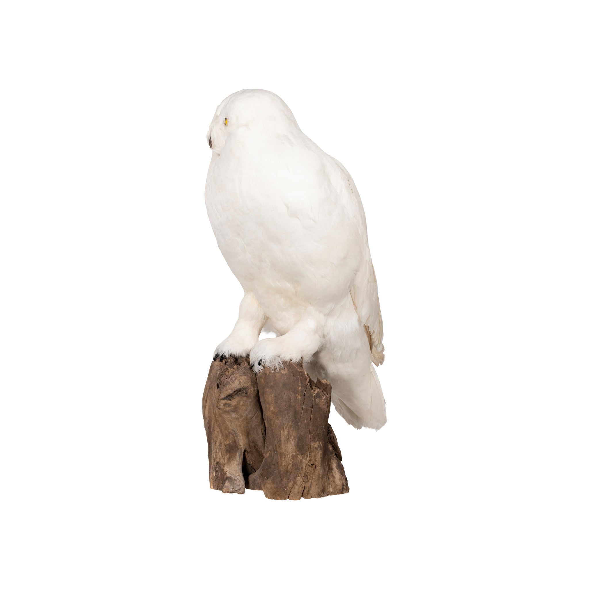 "Snowy Owl" Mount