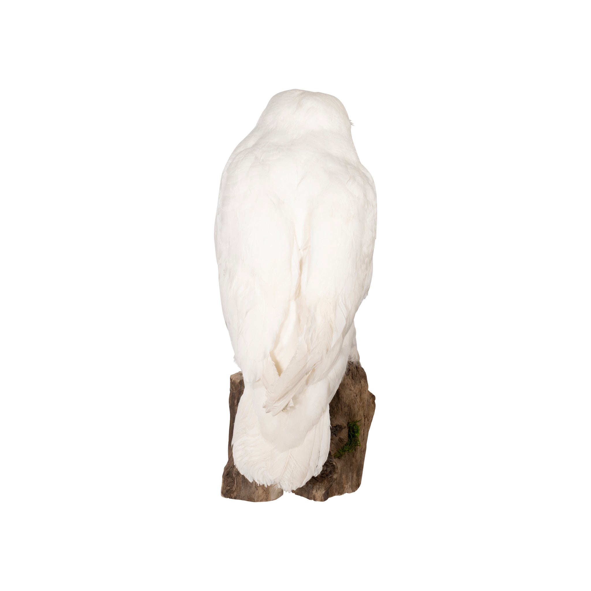 "Snowy Owl" Mount