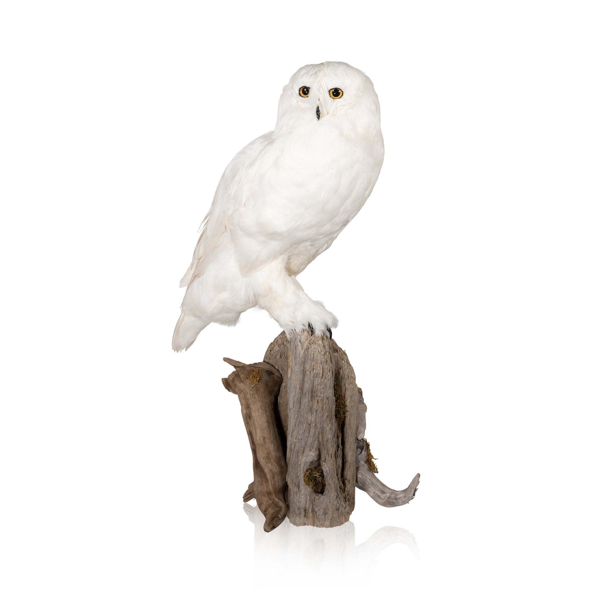 "Snowy Owl" Mount, Furnishings, Taxidermy, Bird