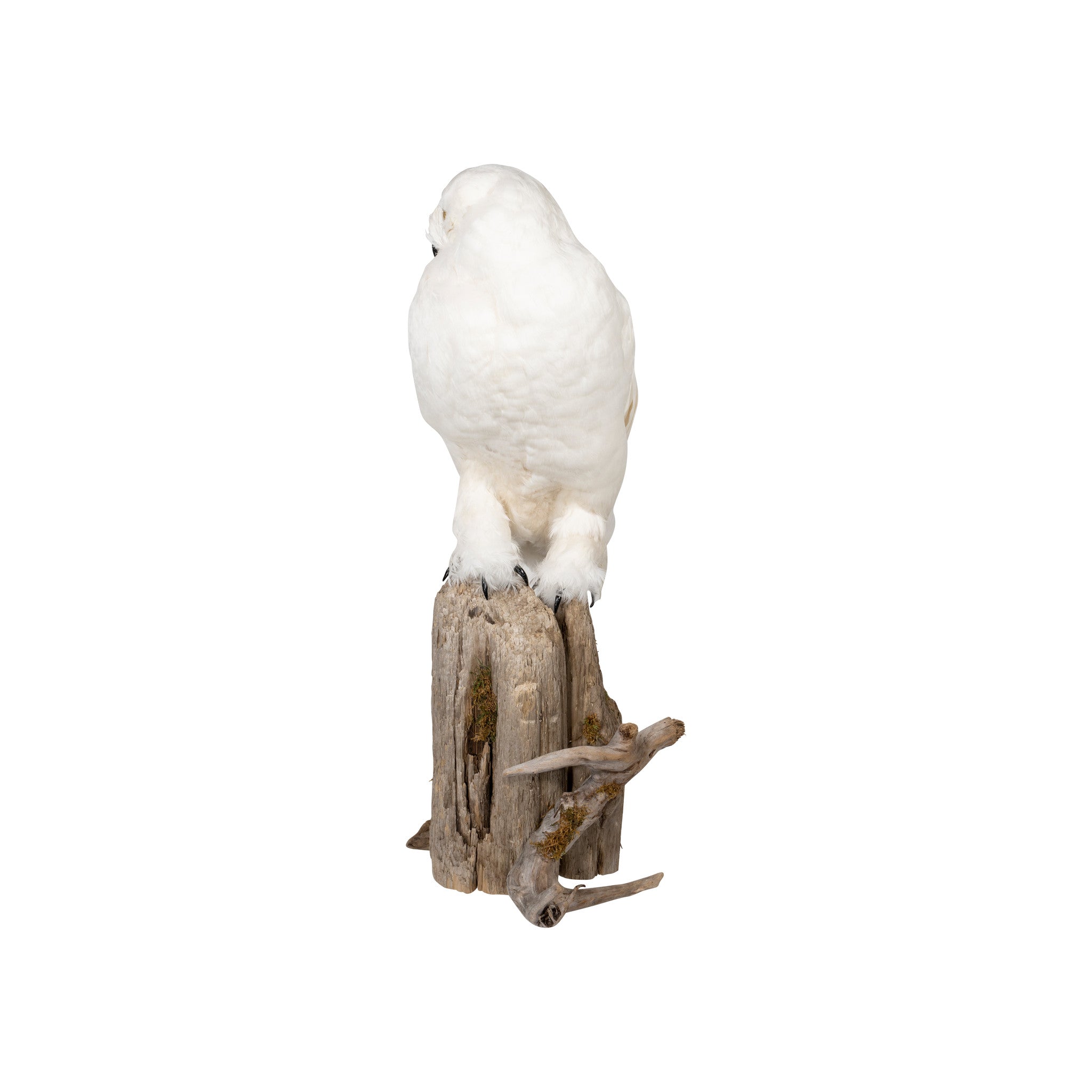 "Snowy Owl" Mount