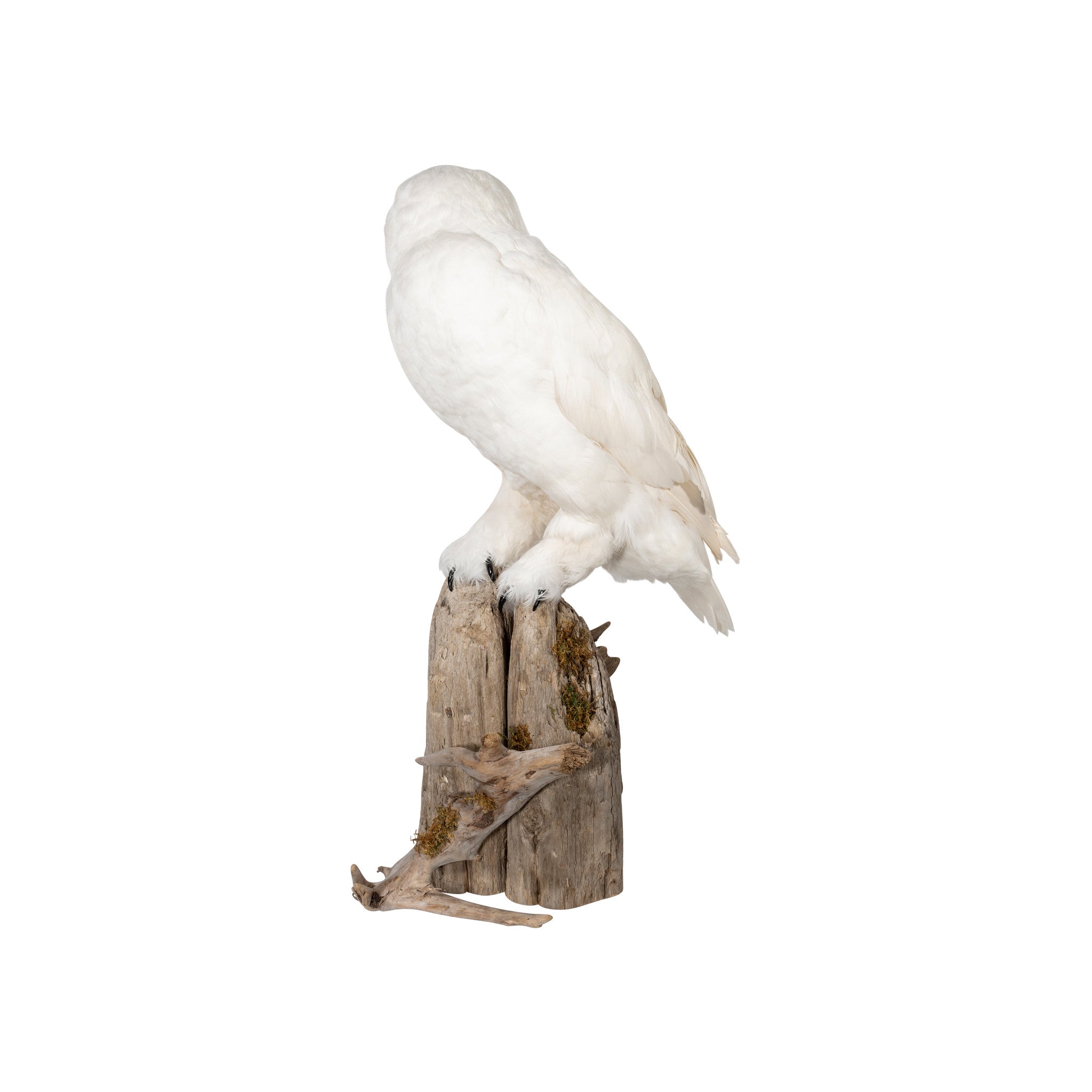 "Snowy Owl" Mount