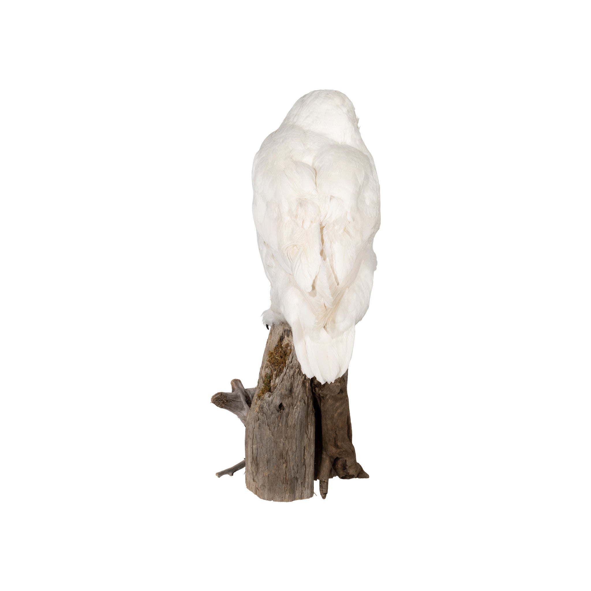 "Snowy Owl" Mount