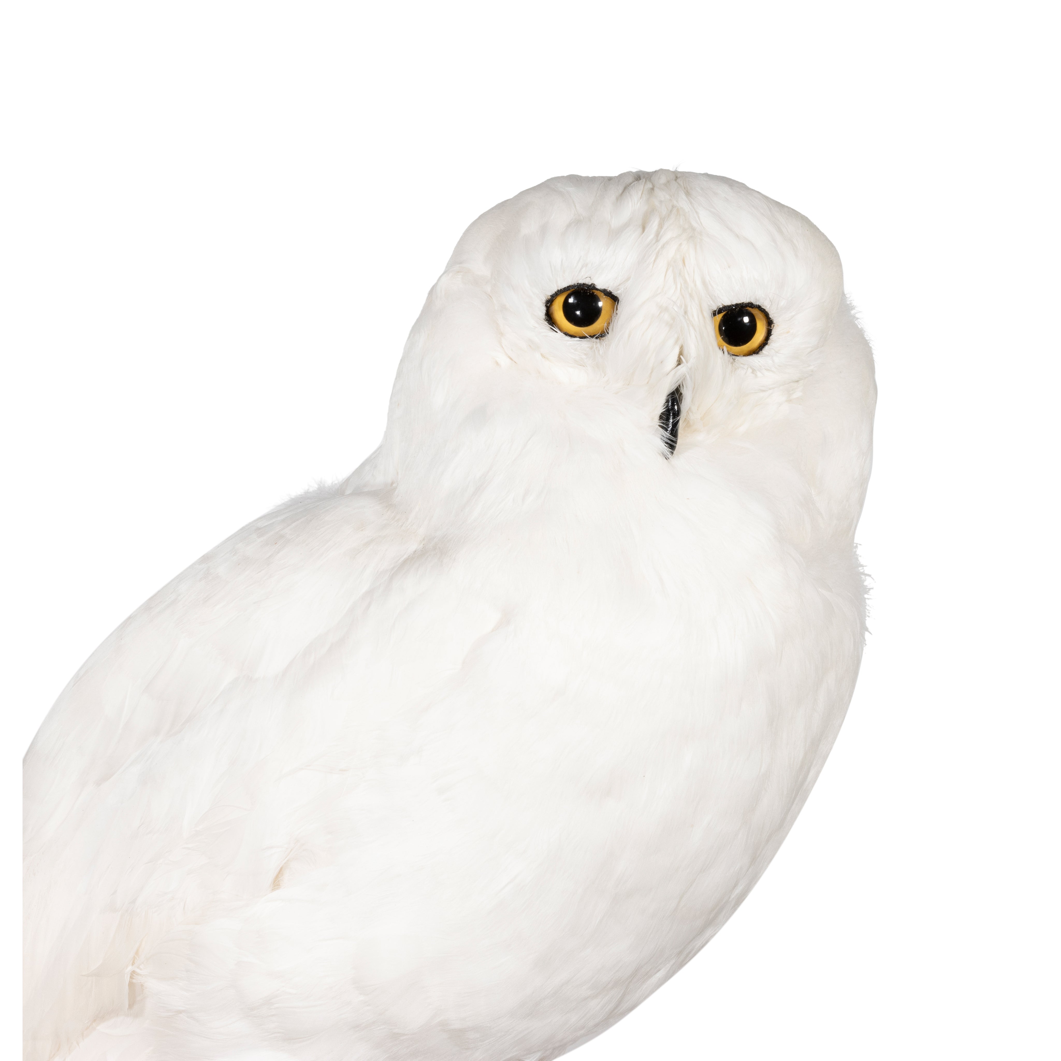 "Snowy Owl" Mount