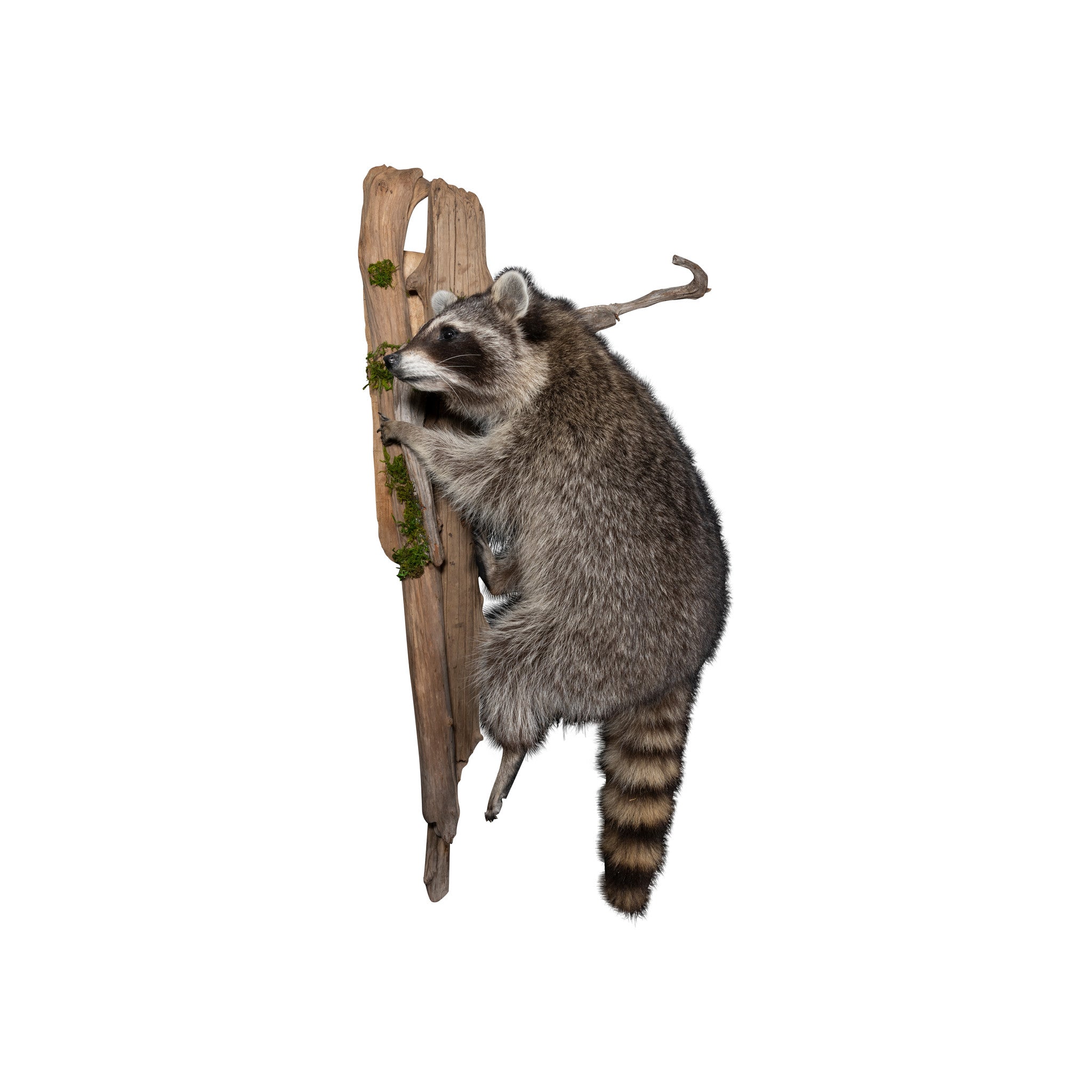 Climbing Raccoon, Furnishings, Taxidermy, Raccoon