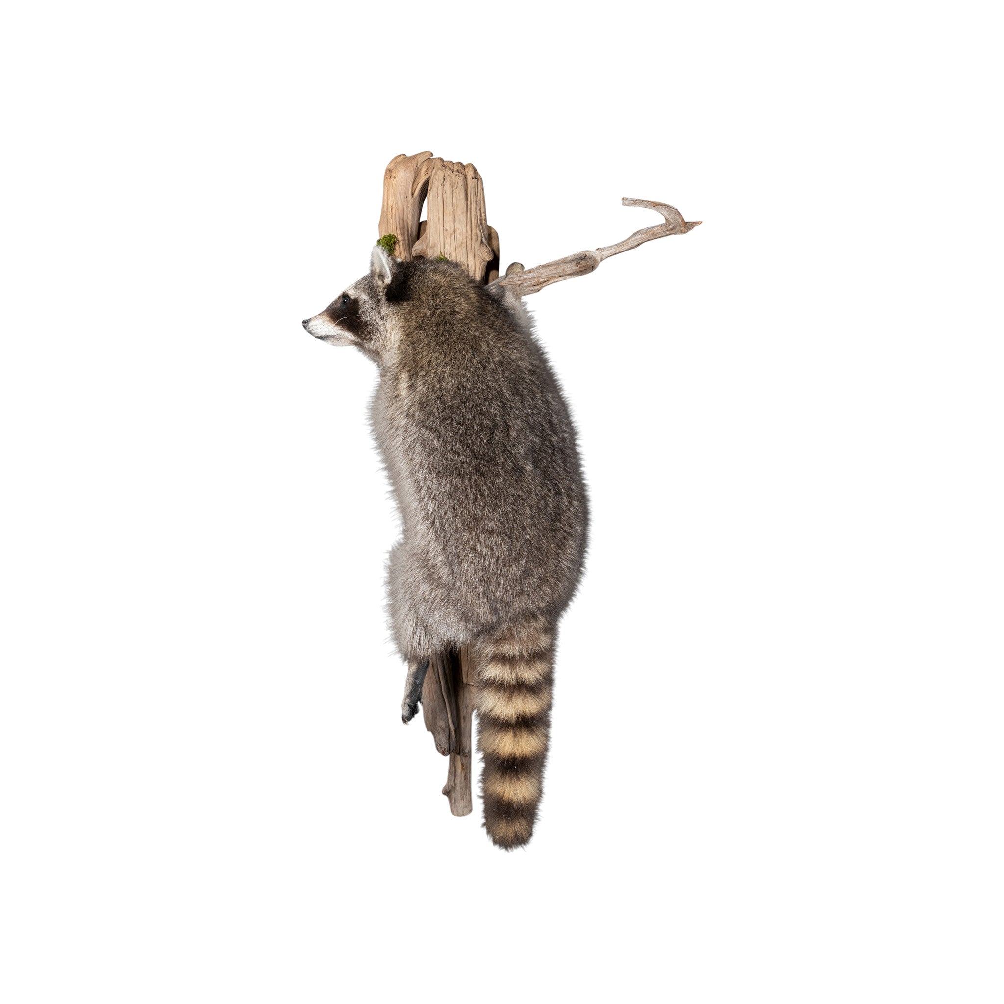 Climbing Raccoon
