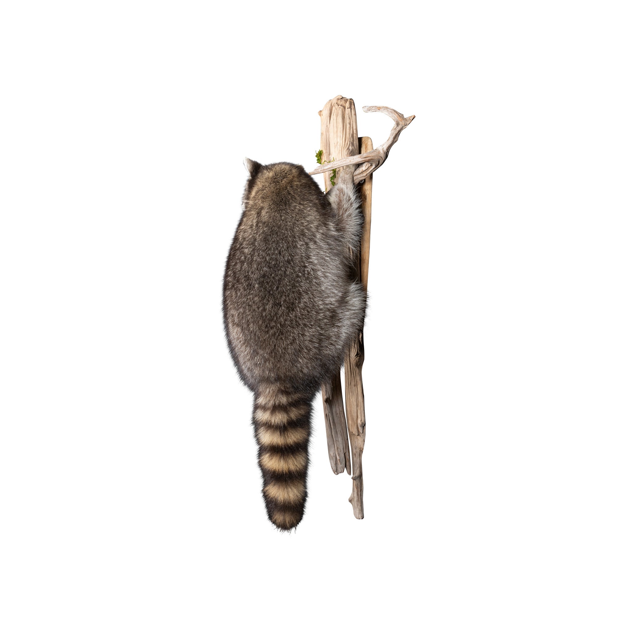 Climbing Raccoon