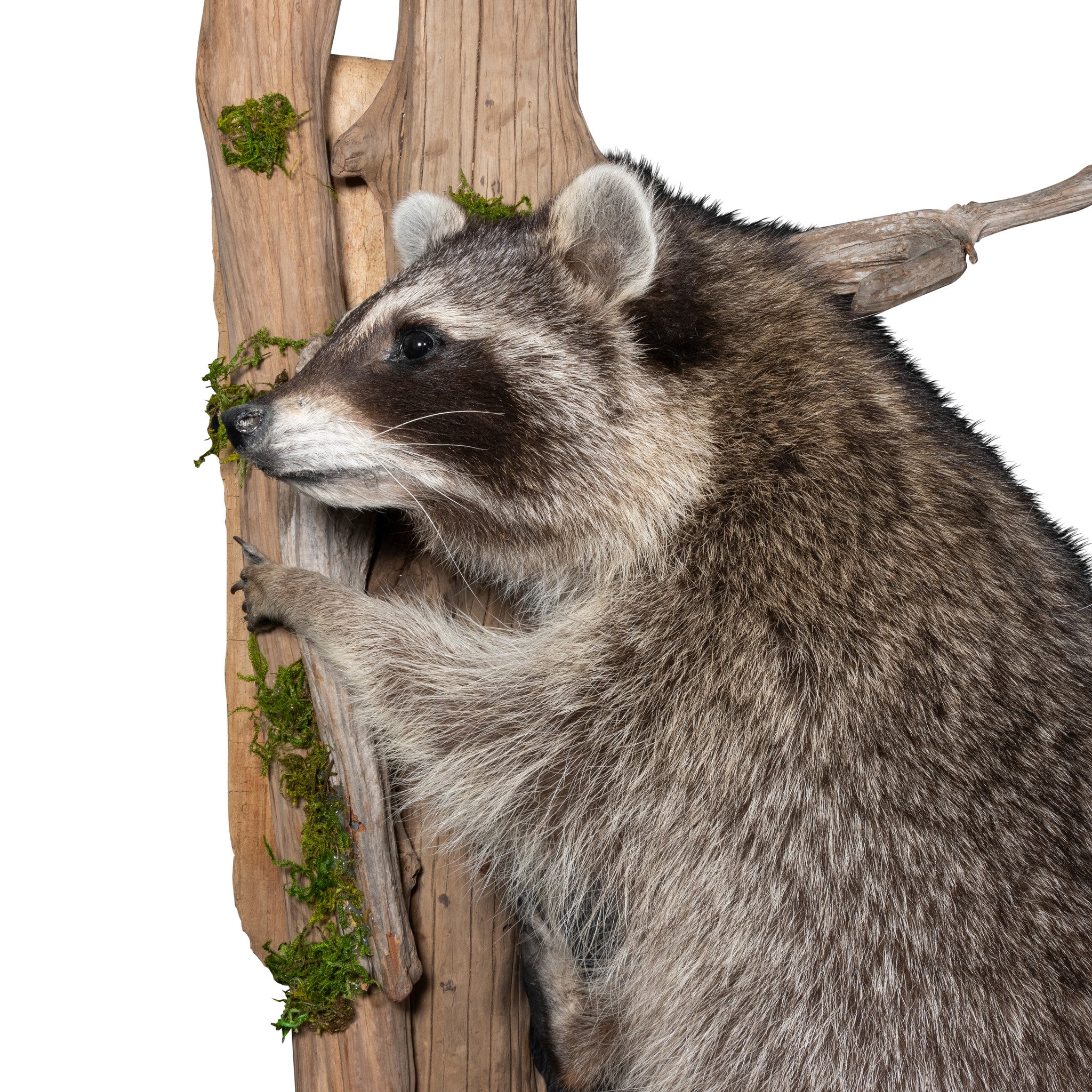 Climbing Raccoon