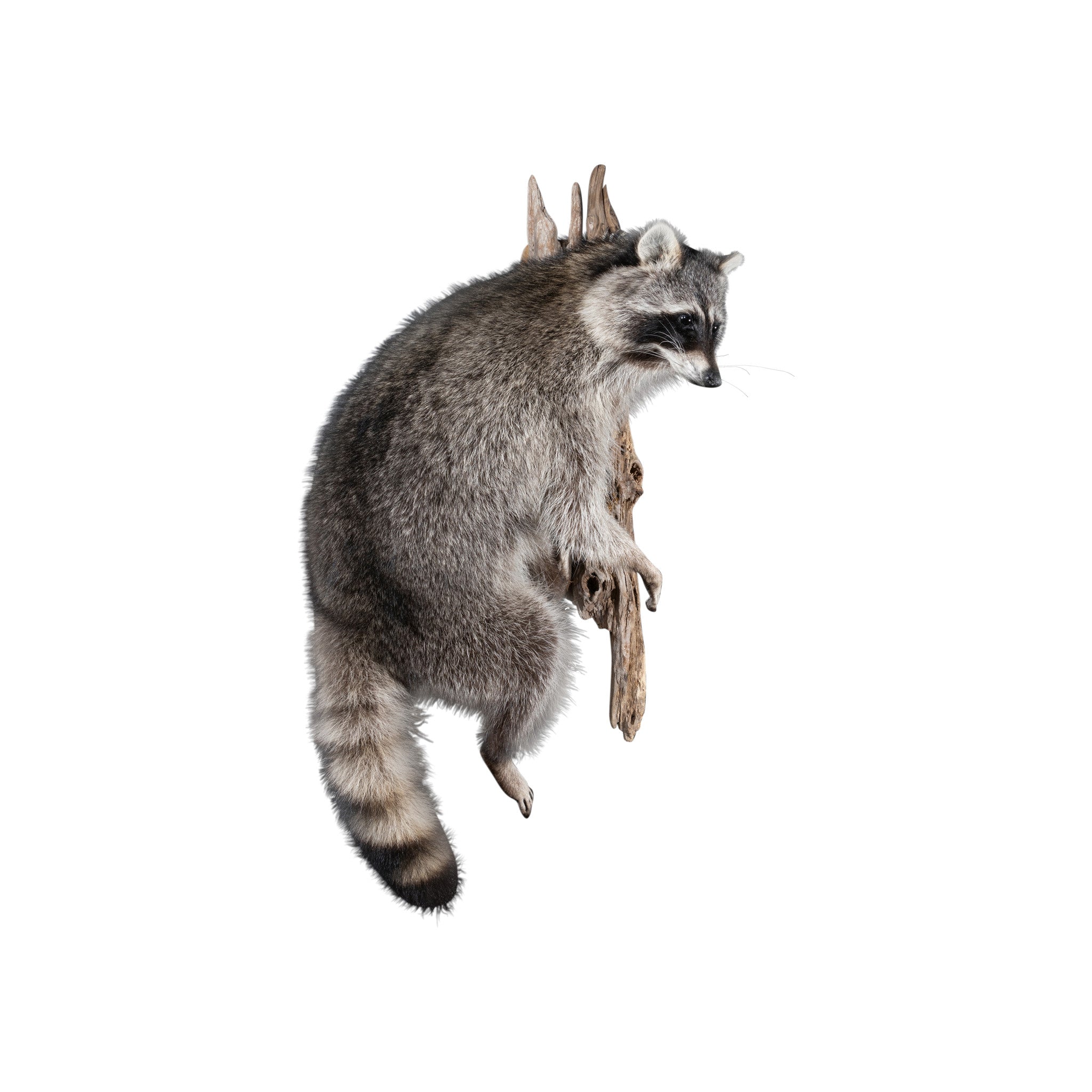 Climbing Raccoon