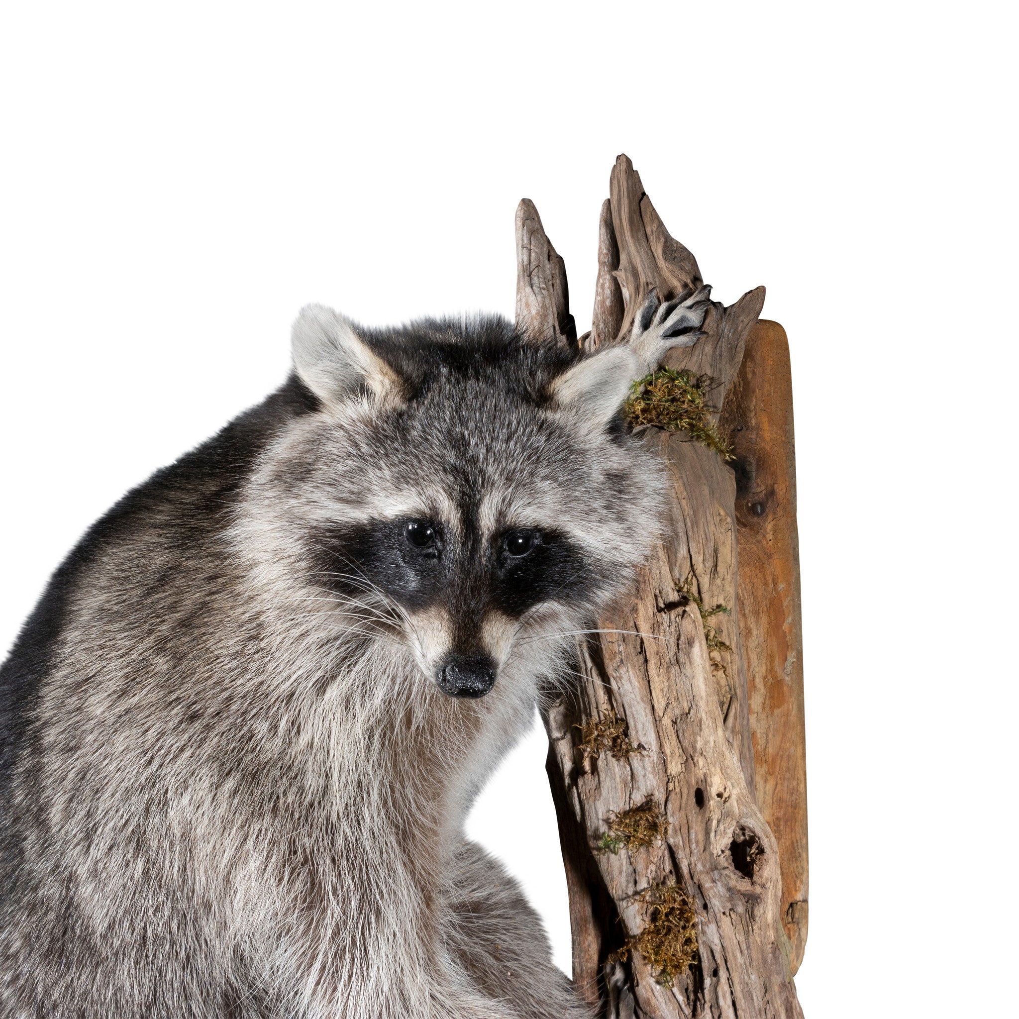 Climbing Raccoon