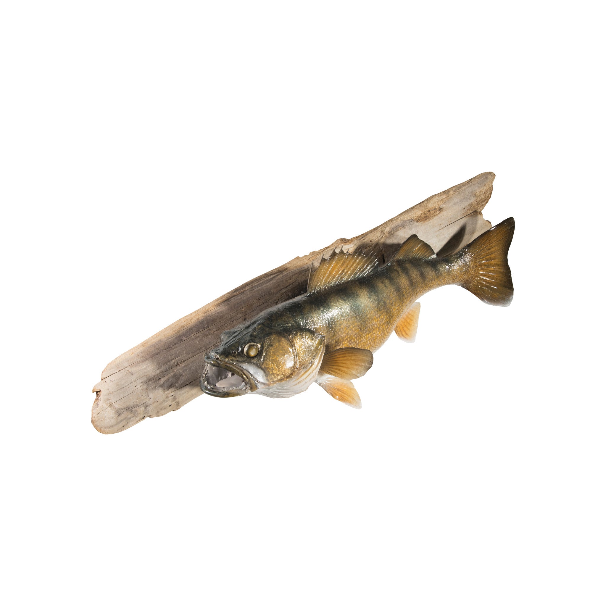Columbia River Walleye