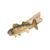 Columbia River Walleye