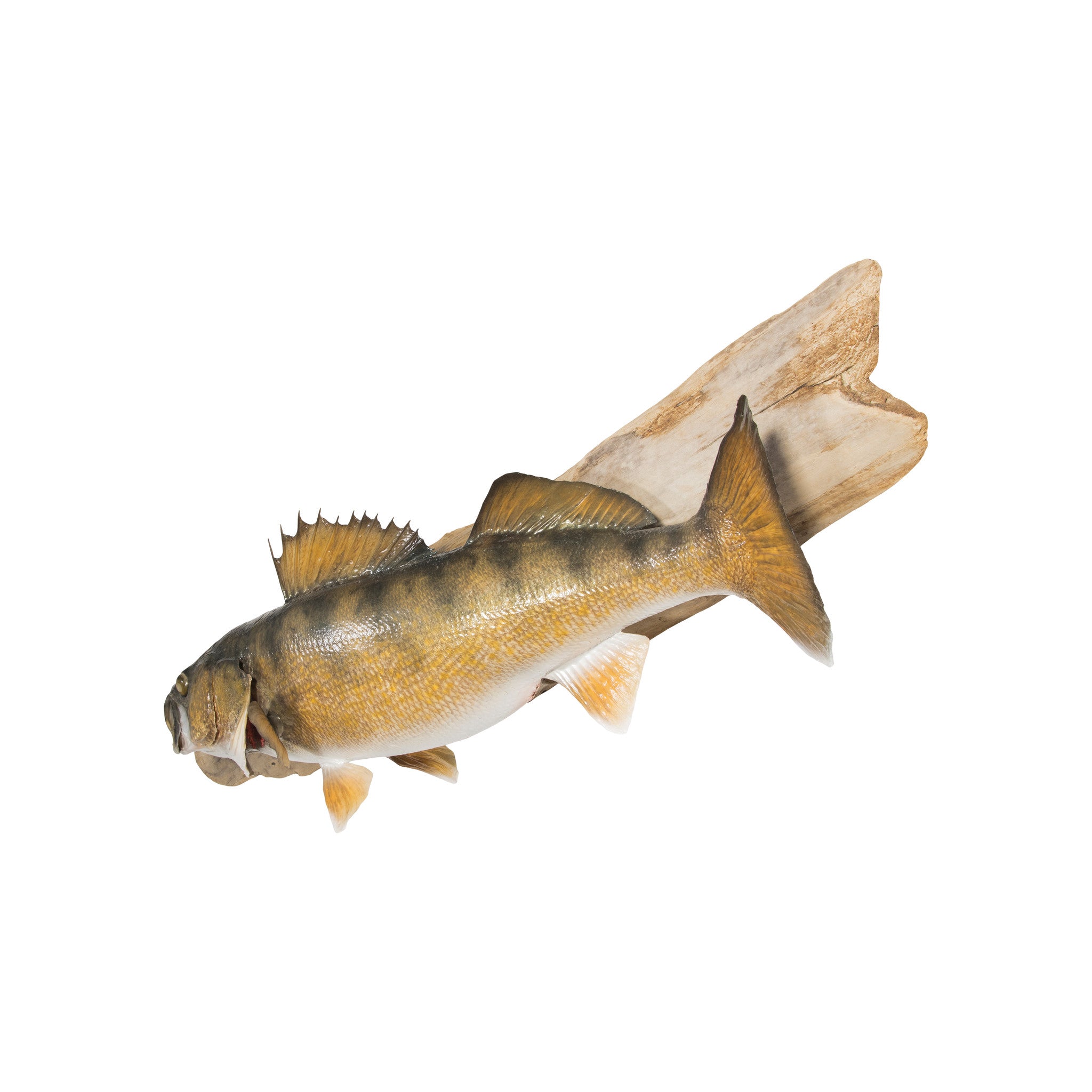 Columbia River Walleye
