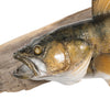 Columbia River Walleye