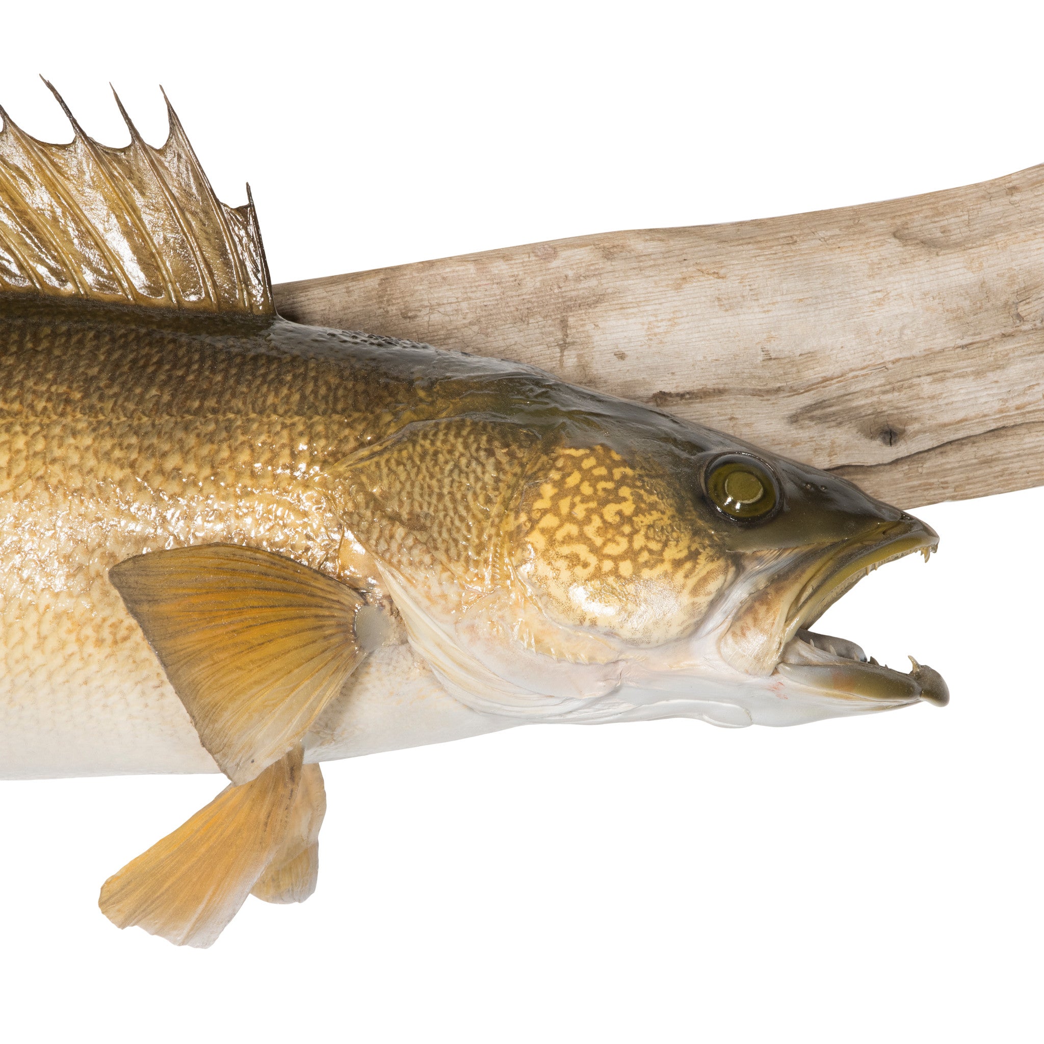 Lake Pend Oreille Walleye