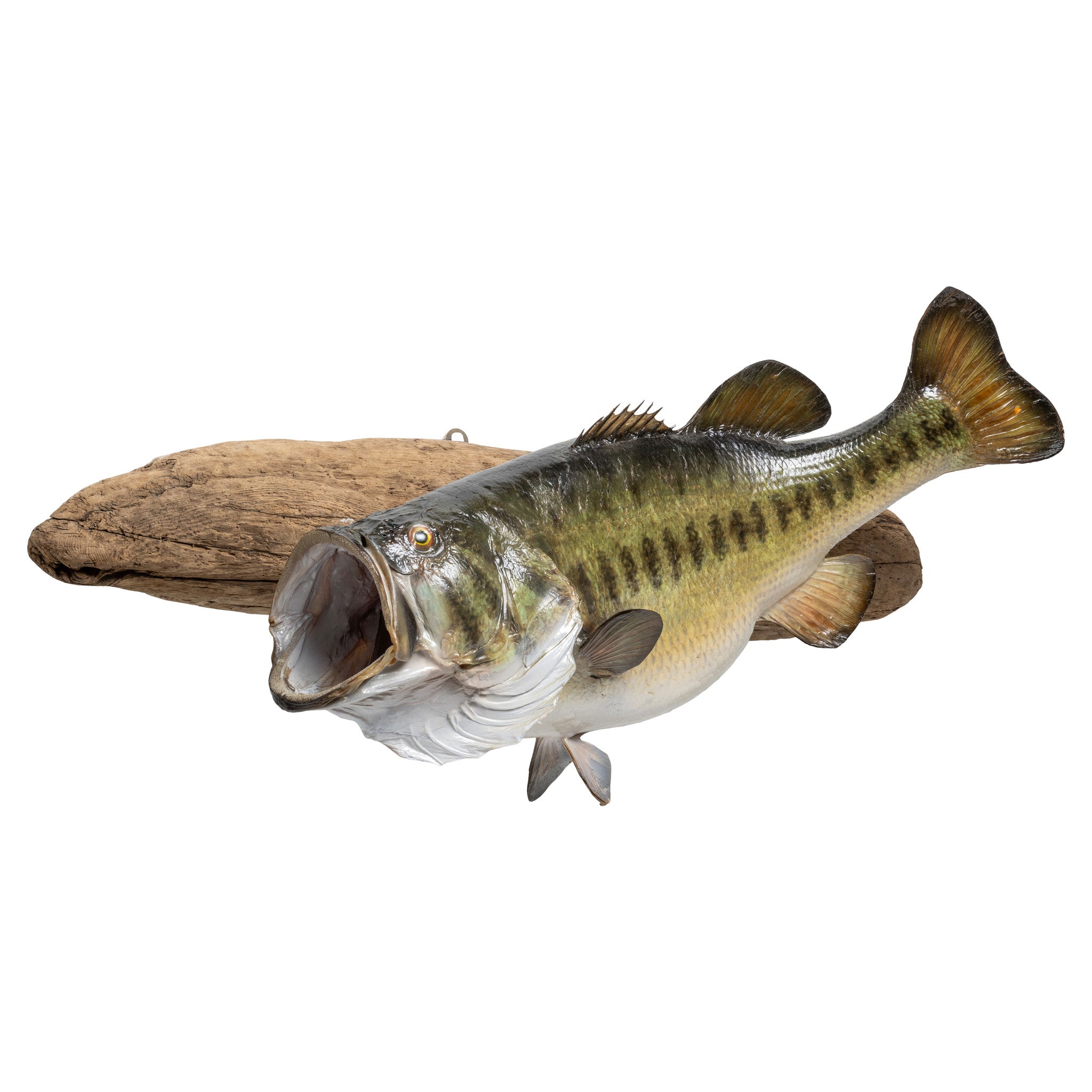 Monster Large Mouth Bass