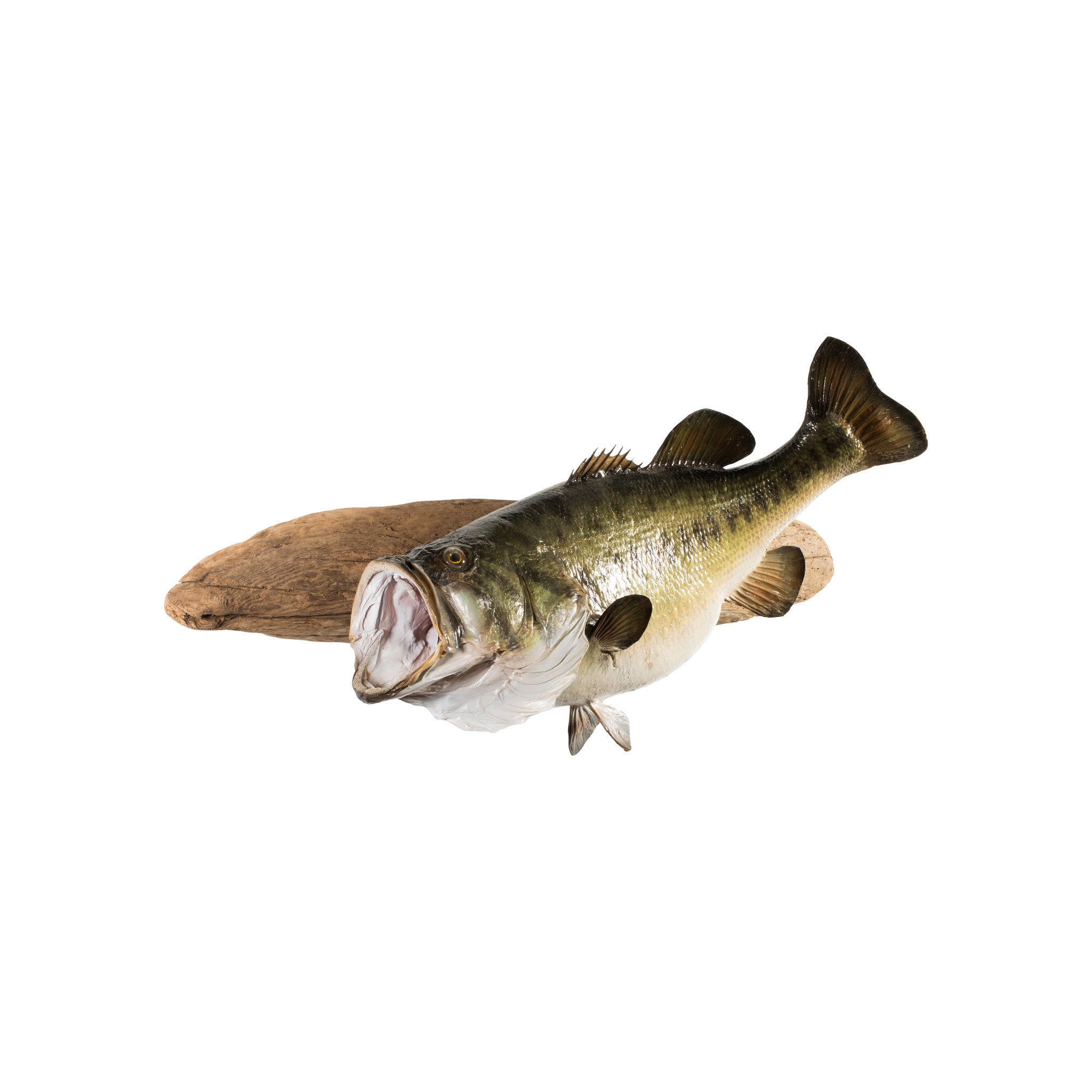 Monster Large Mouth Bass