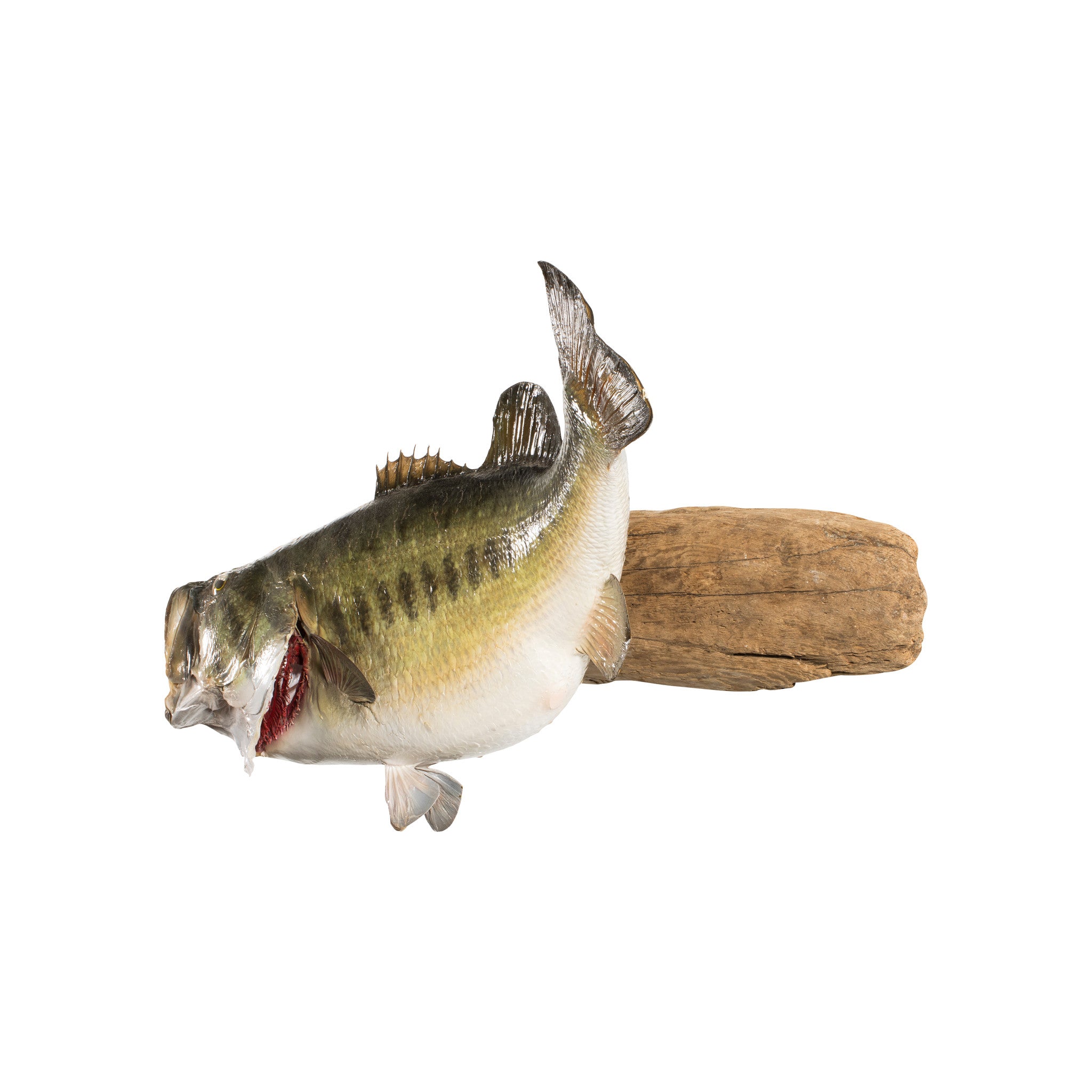 Monster Large Mouth Bass