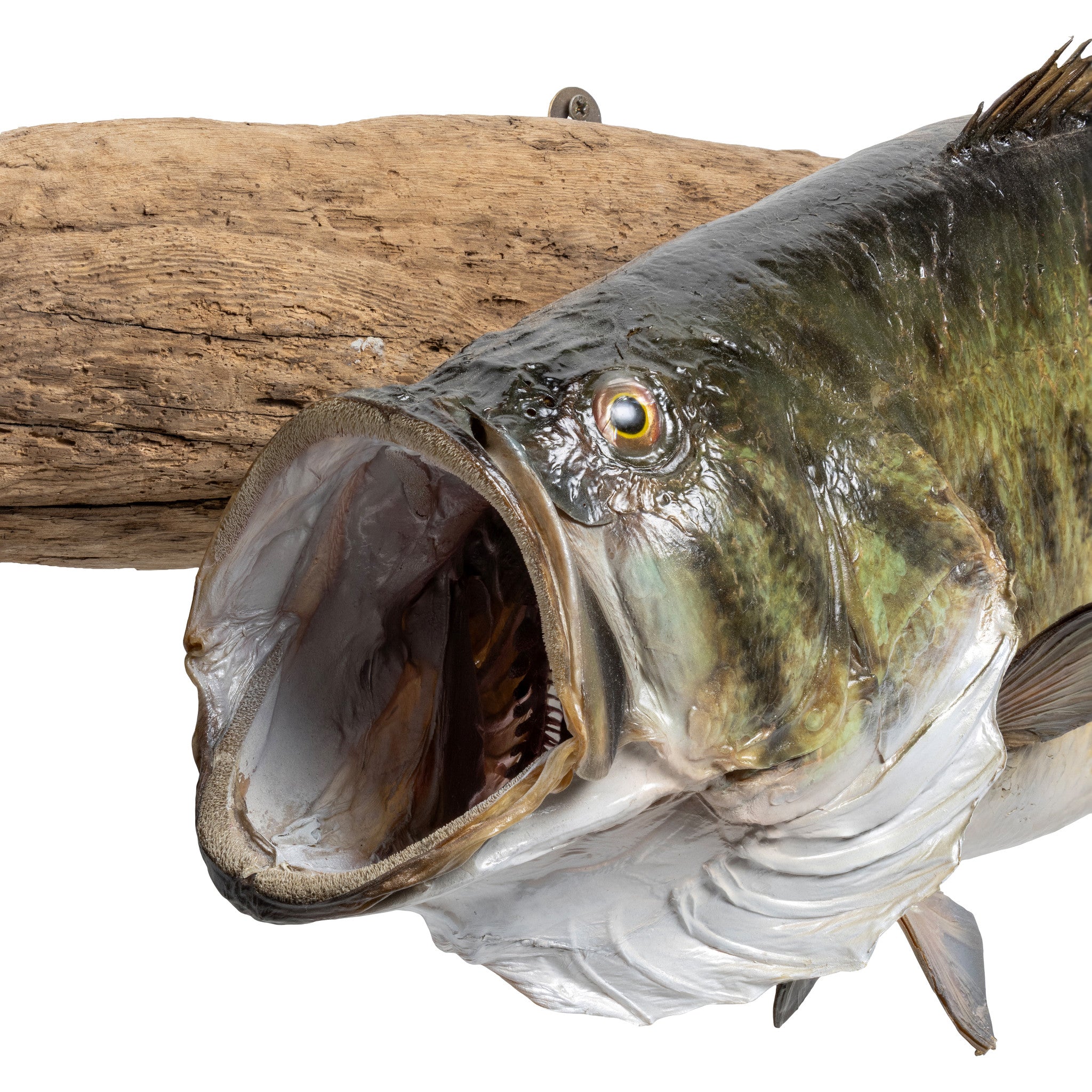 Monster Large Mouth Bass