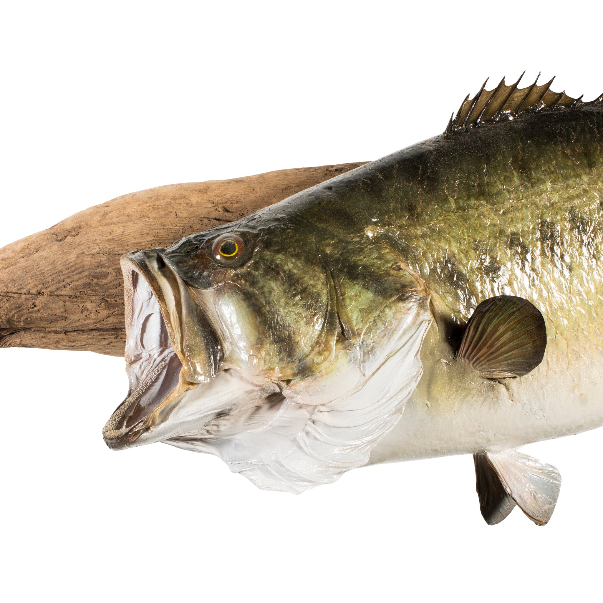 Monster Large Mouth Bass