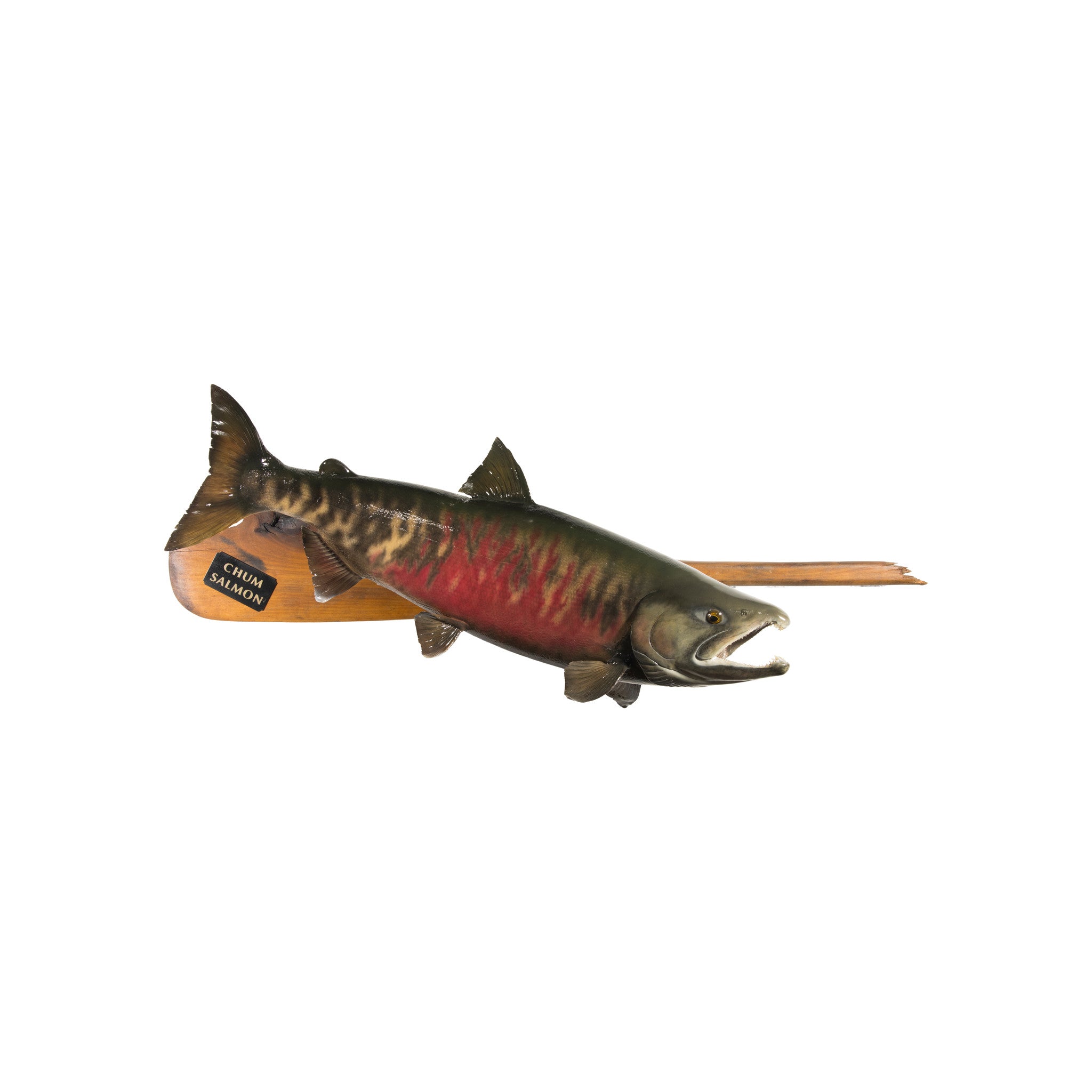 Chum Salmon Mount, Furnishings, Taxidermy, Fish