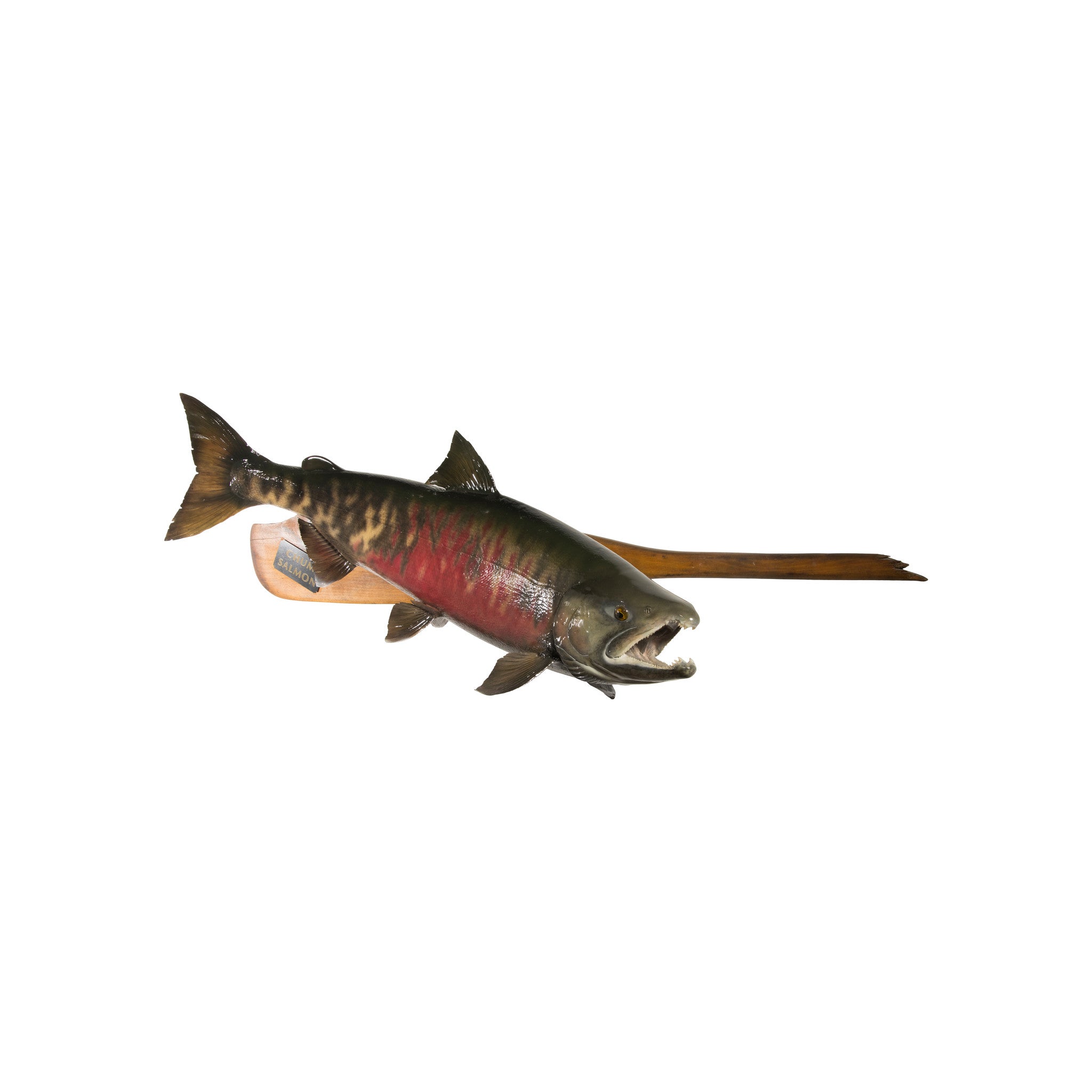 Chum Salmon Mount