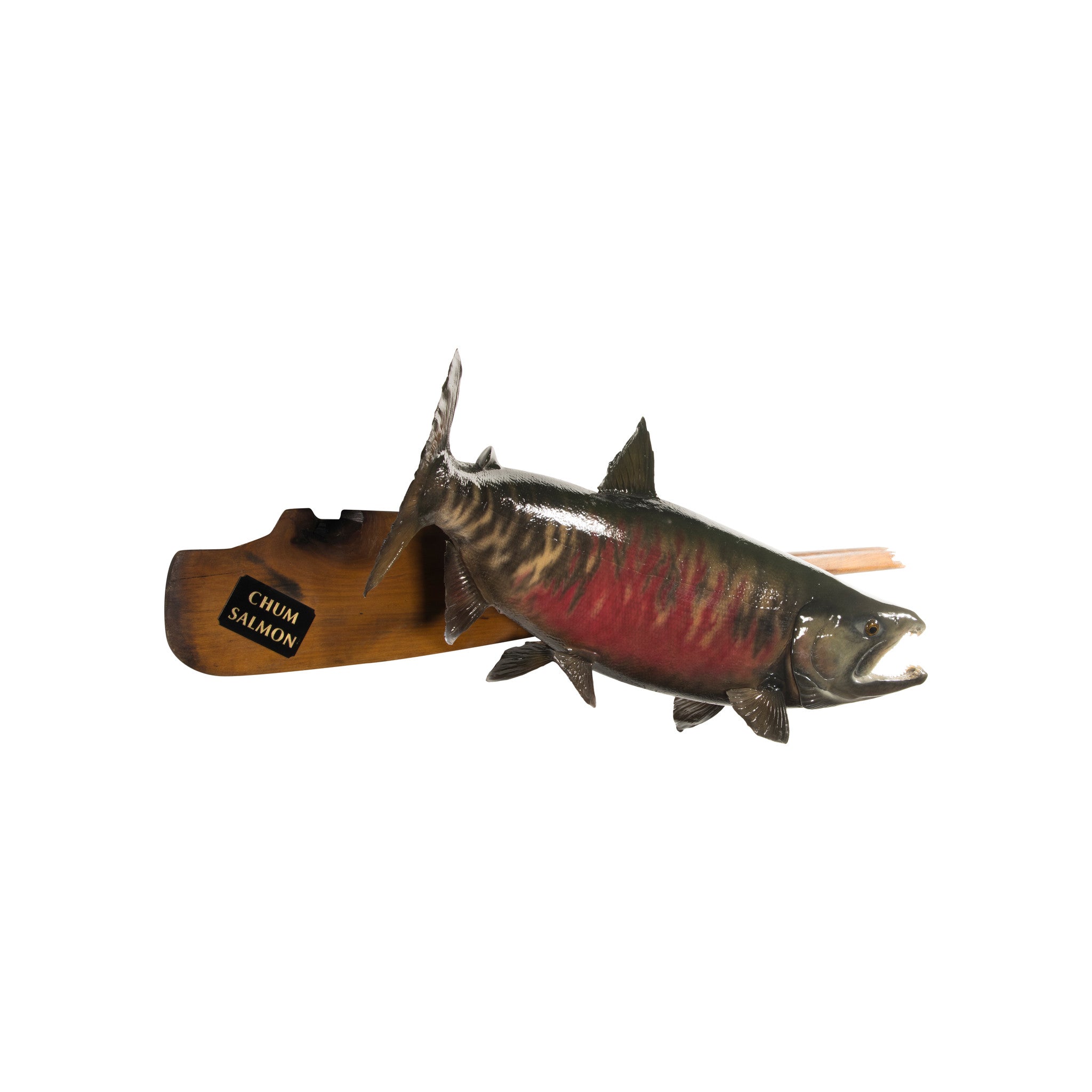 Chum Salmon Mount