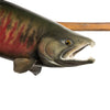Chum Salmon Mount