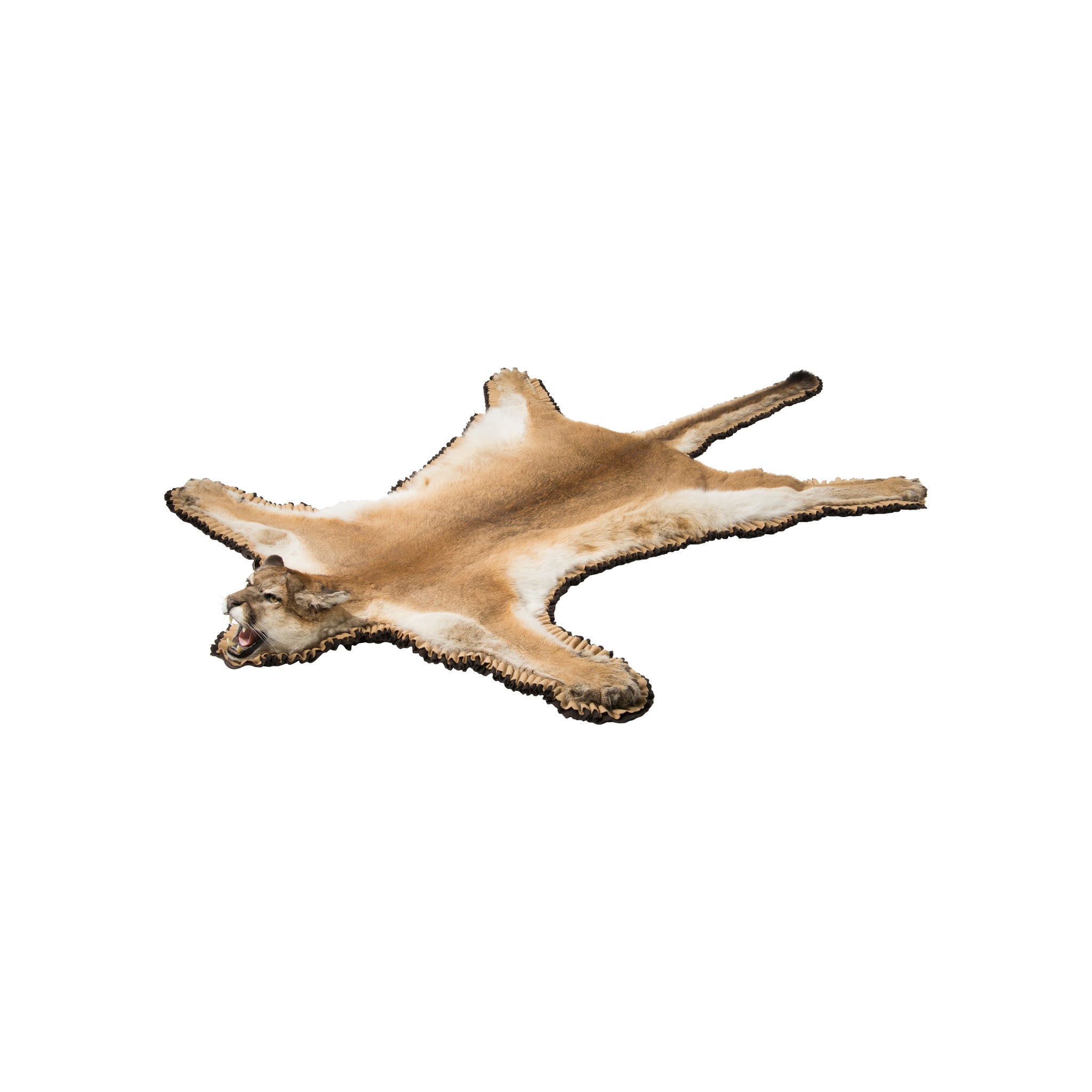 Cougar Taxidermy Rug