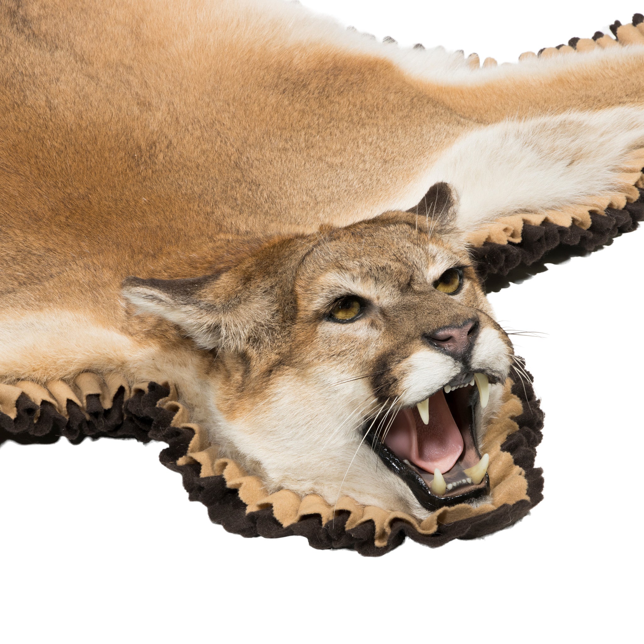 Cougar Taxidermy Rug