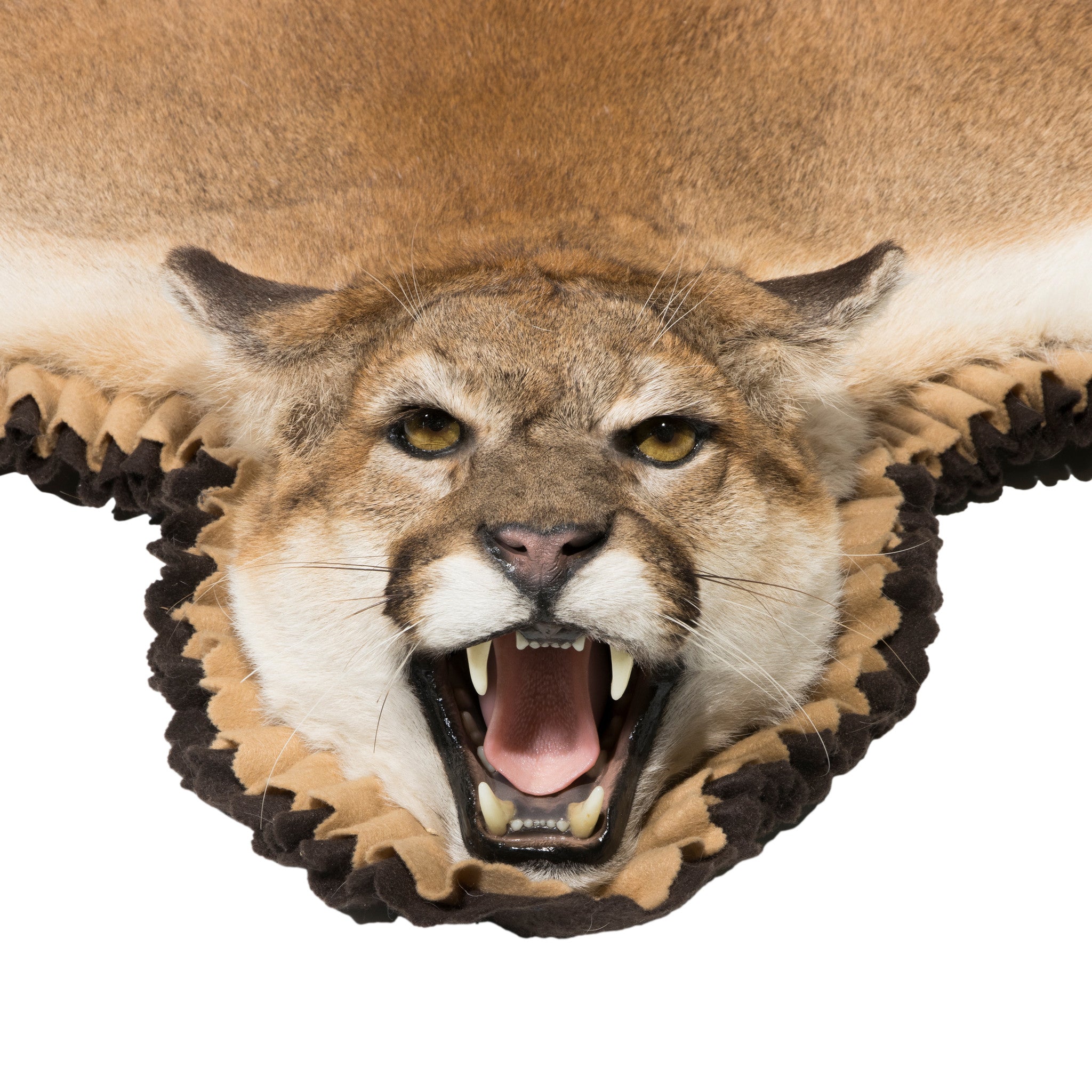 Cougar Taxidermy Rug