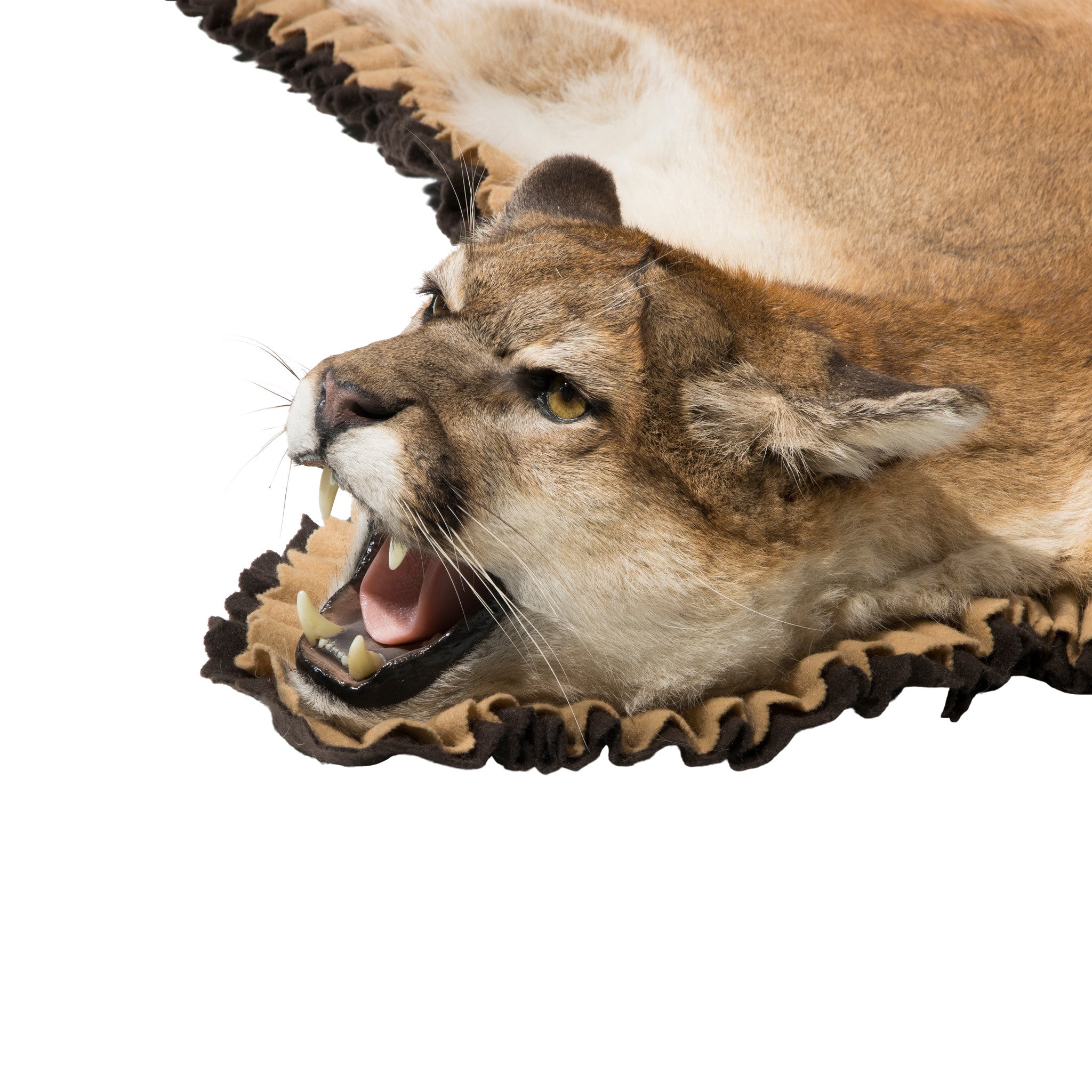Cougar Taxidermy Rug