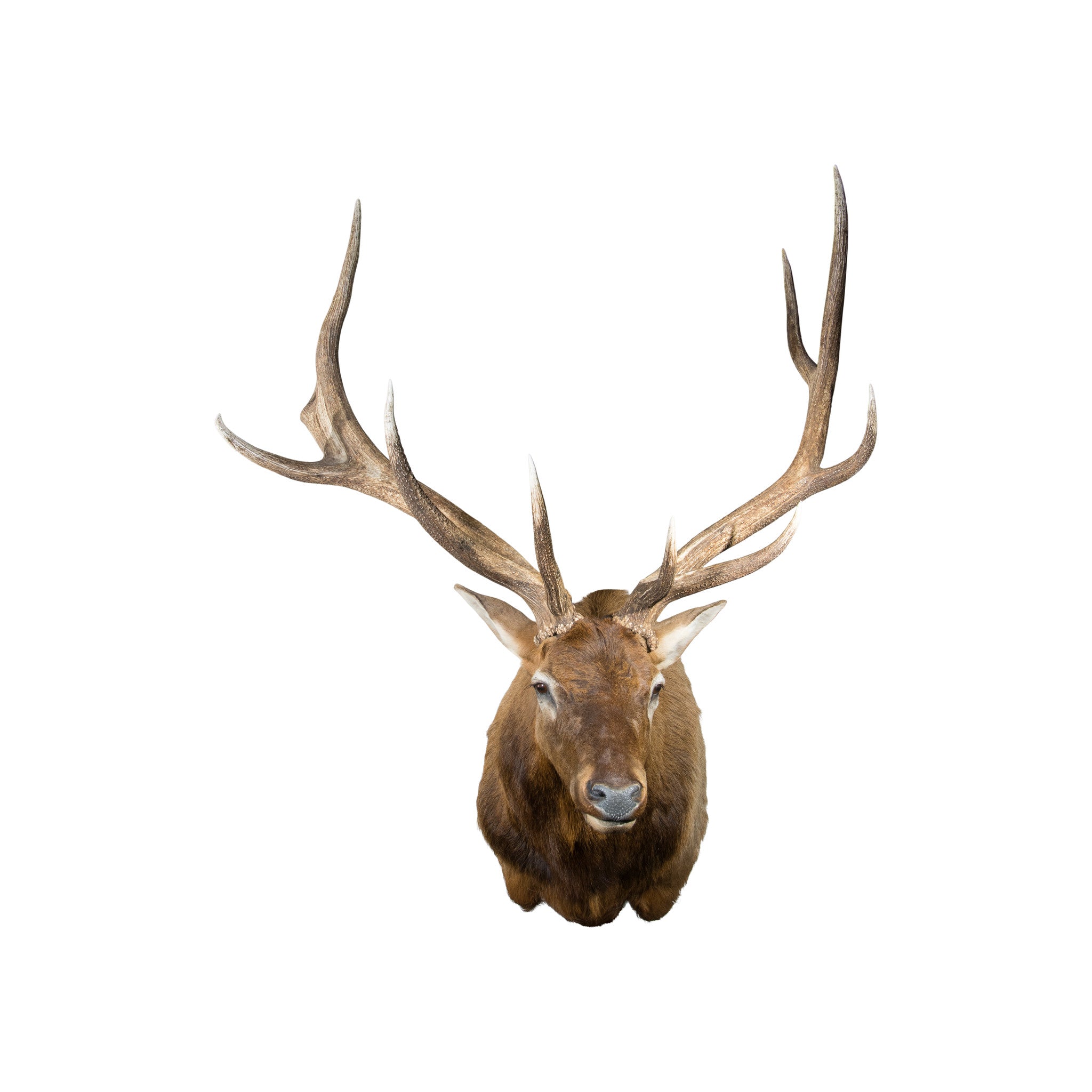 Massive 6 x 6 Elk