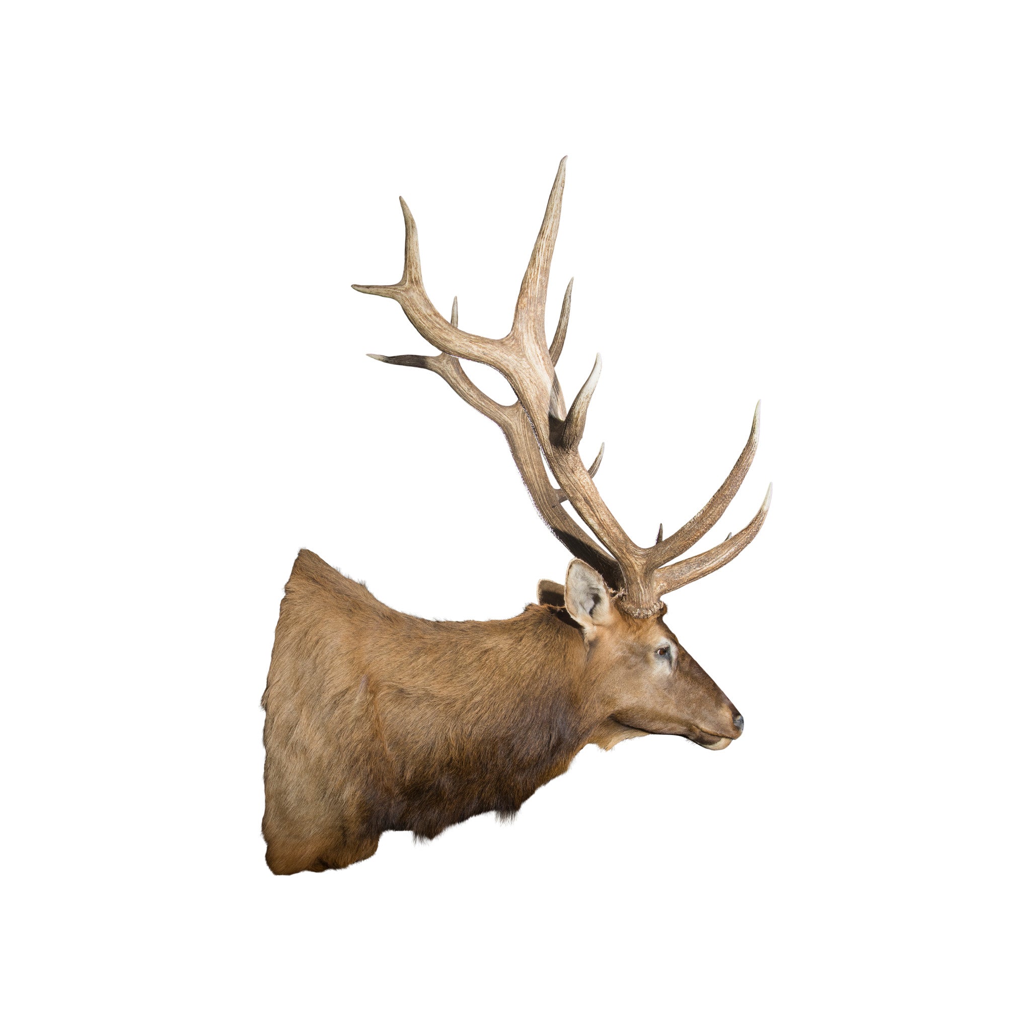 Massive 6 x 6 Elk