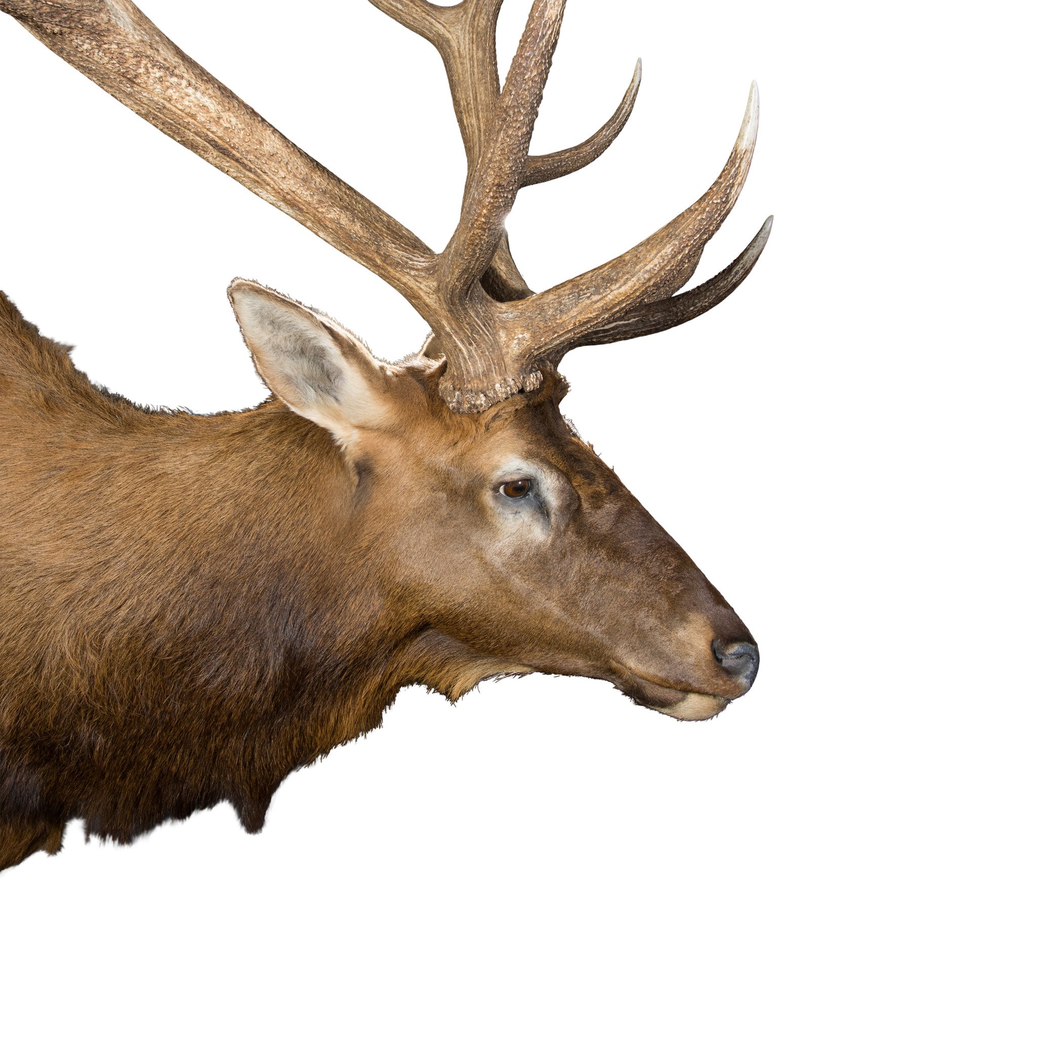 Massive 6 x 6 Elk