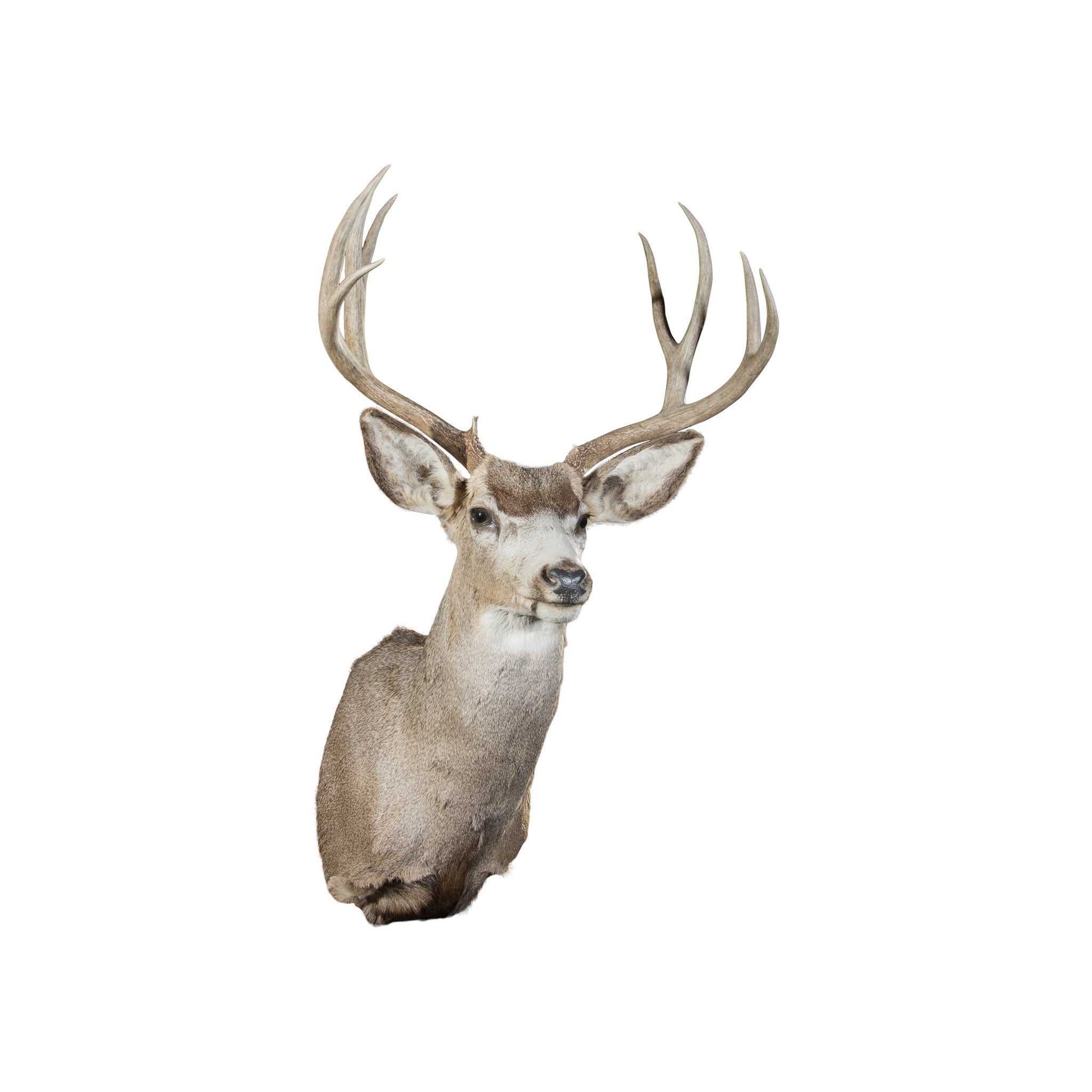 Mule Deer Buck