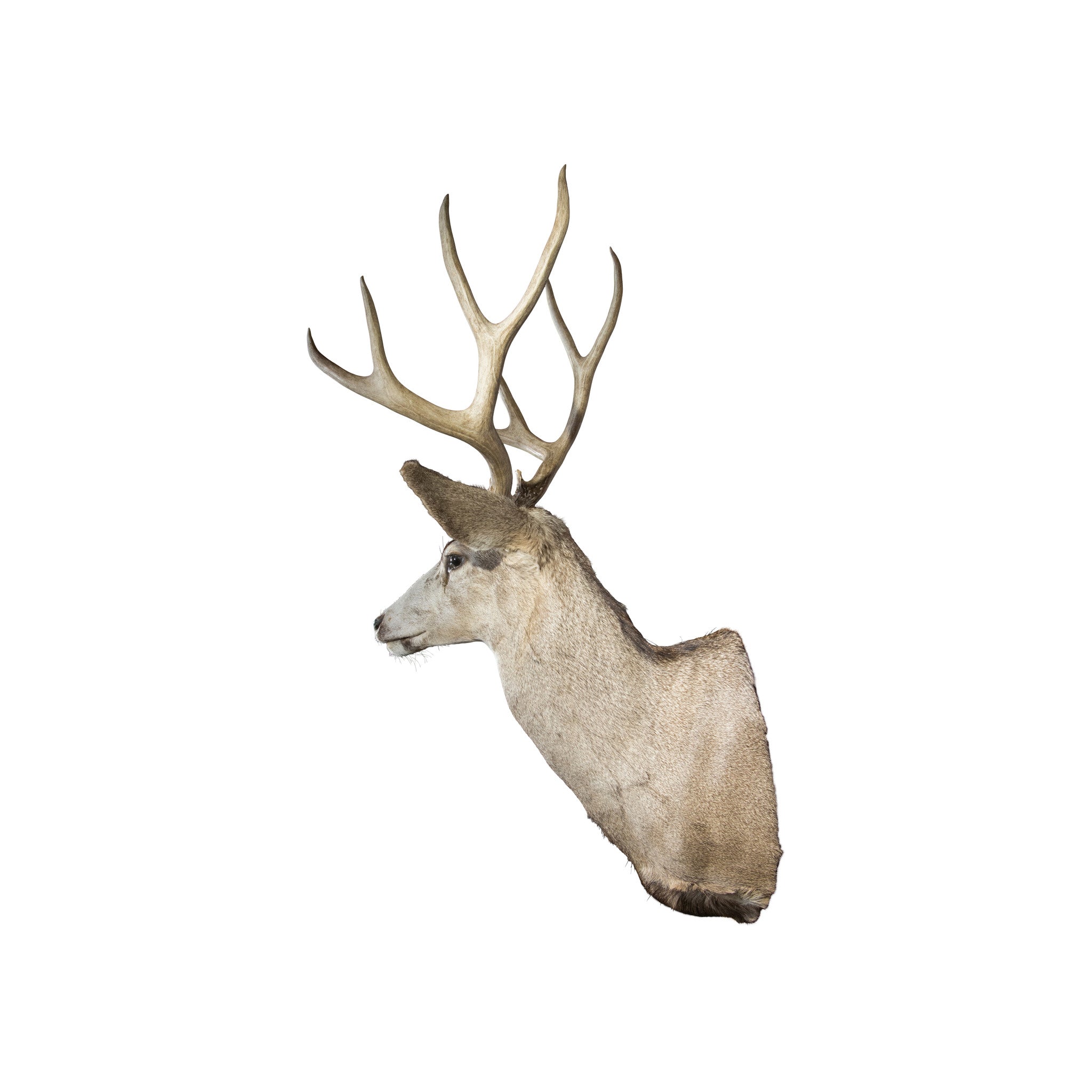 Mule Deer Buck