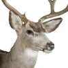 Mule Deer Buck