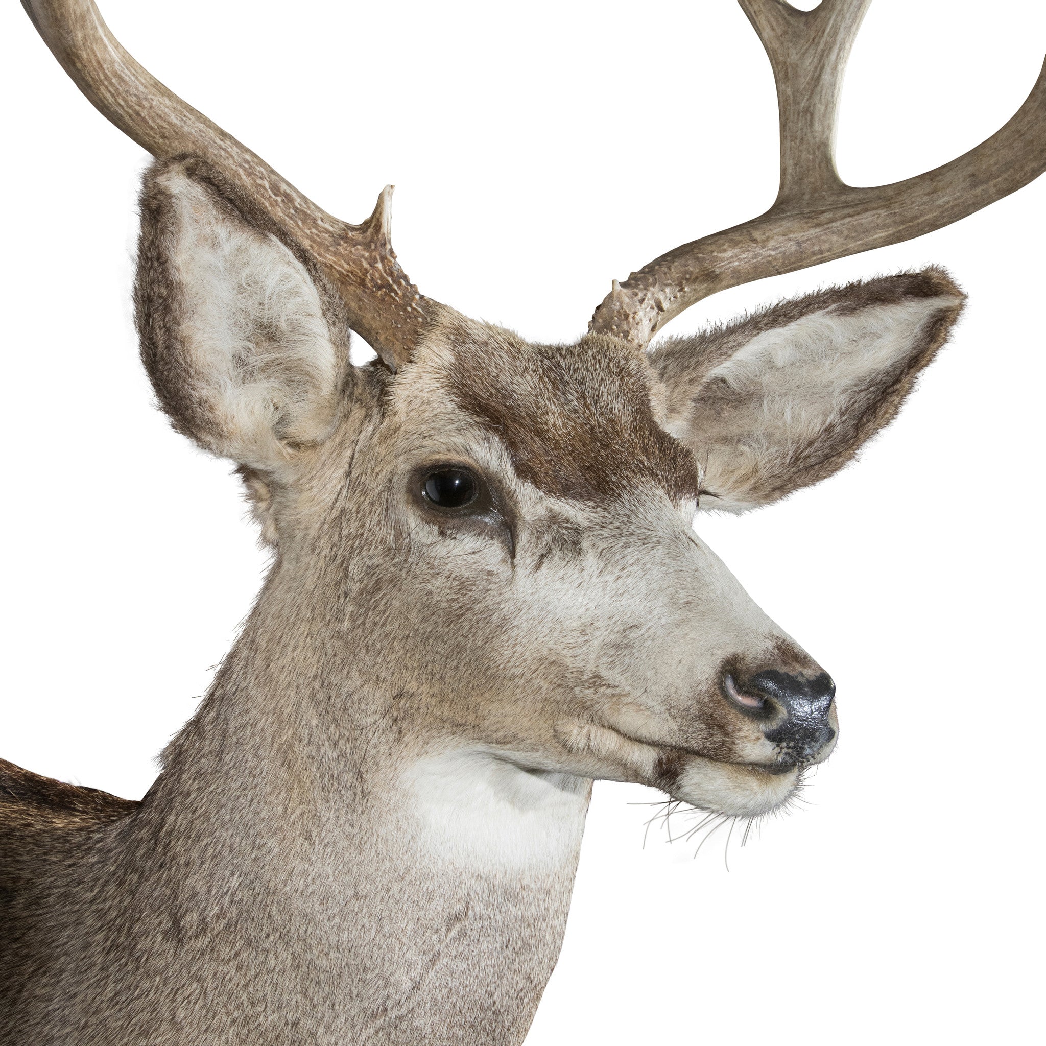 Mule Deer Buck