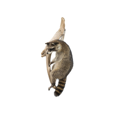 Climbing Raccon, Furnishings, Taxidermy, Raccoon