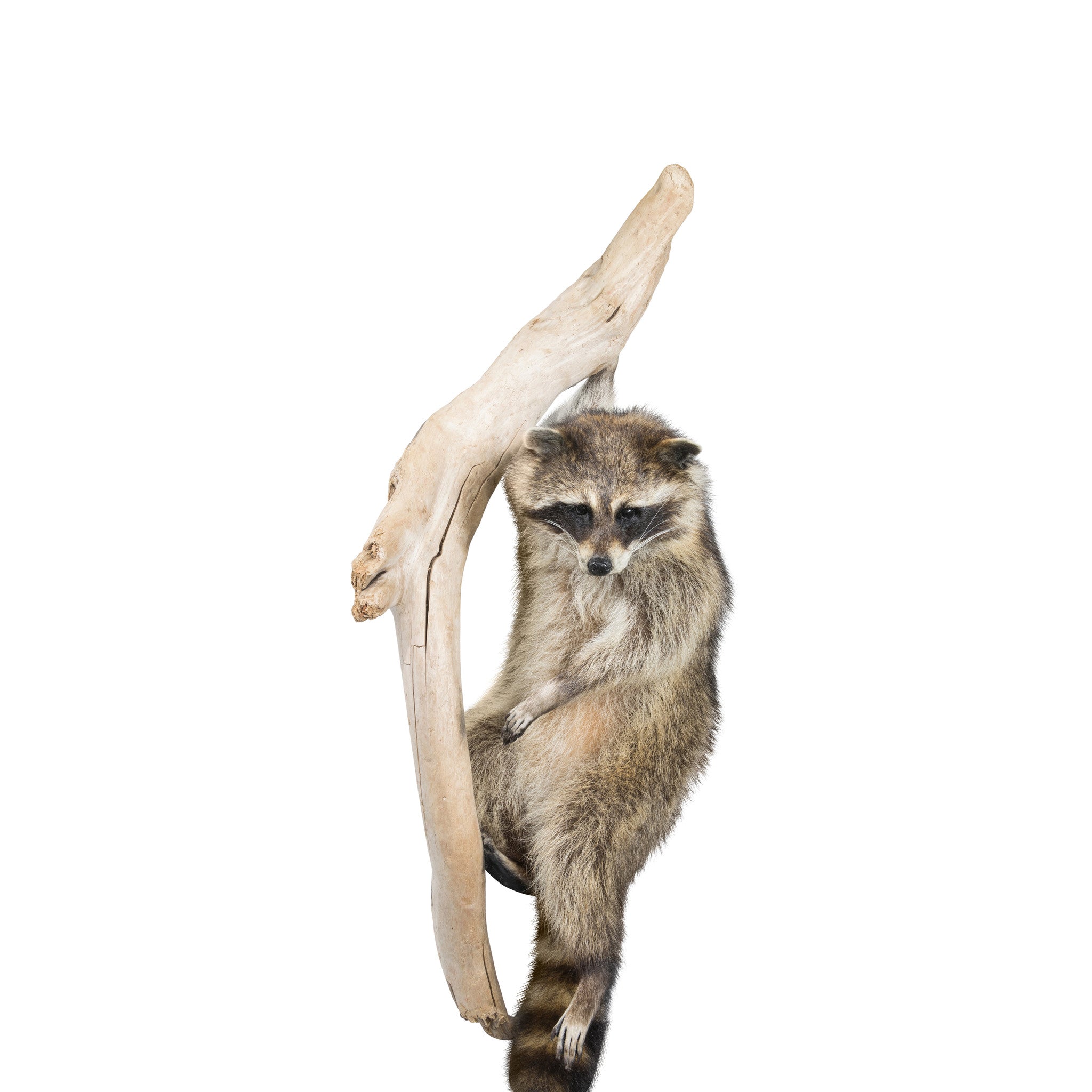 Climbing Raccon