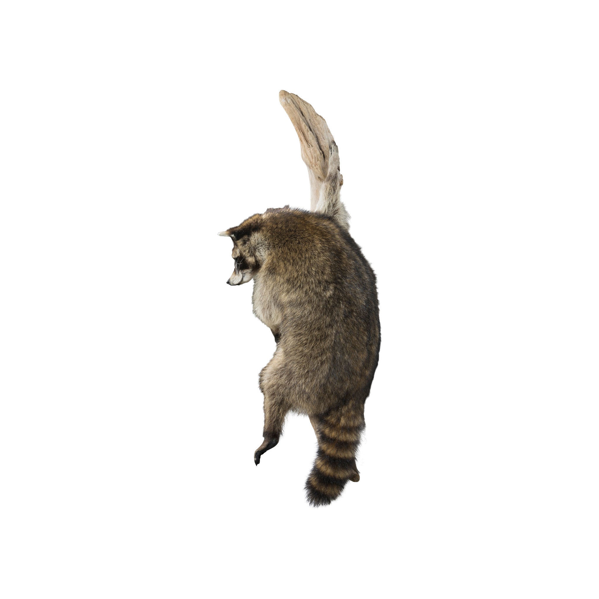 Climbing Raccon