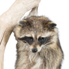 Climbing Raccon