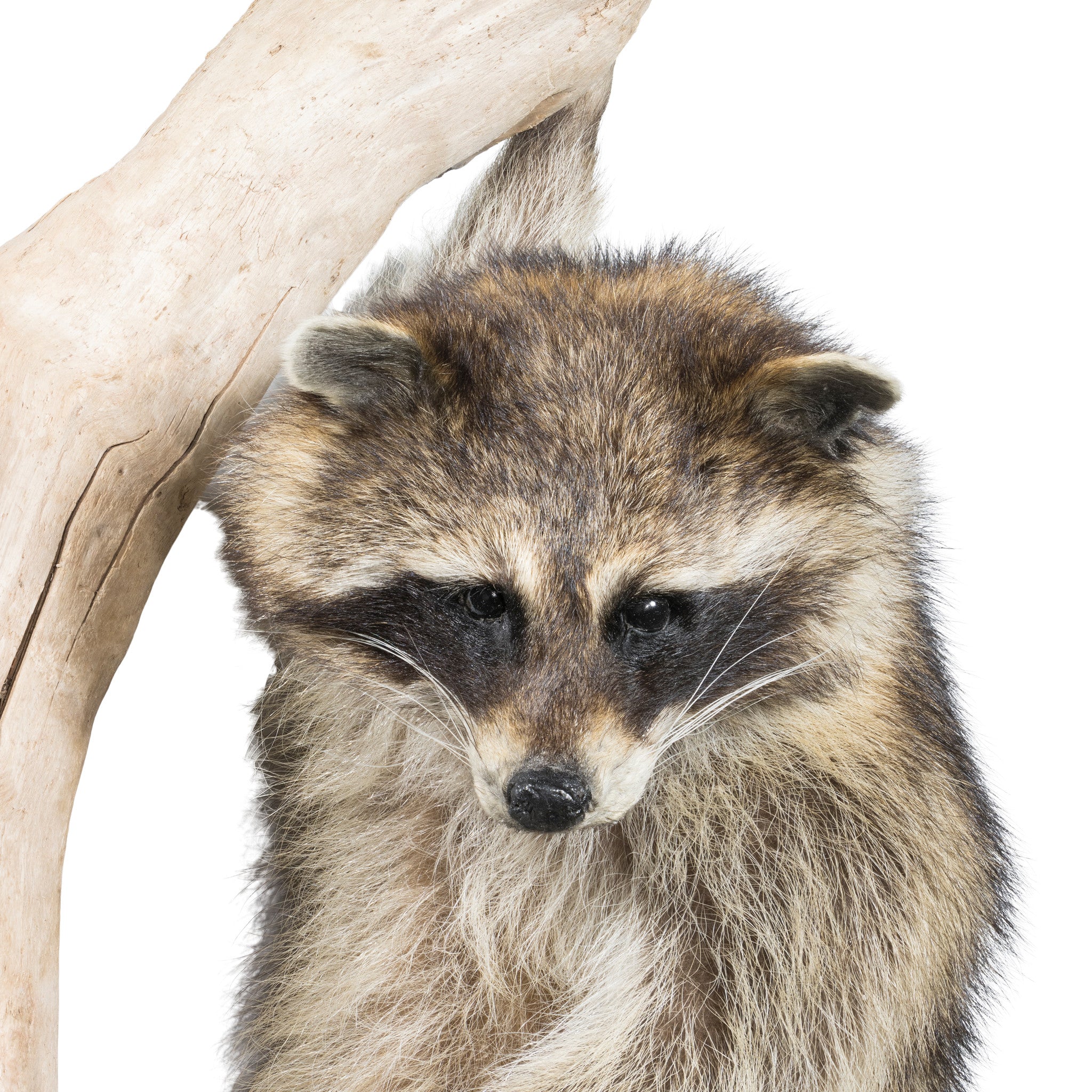 Climbing Raccon