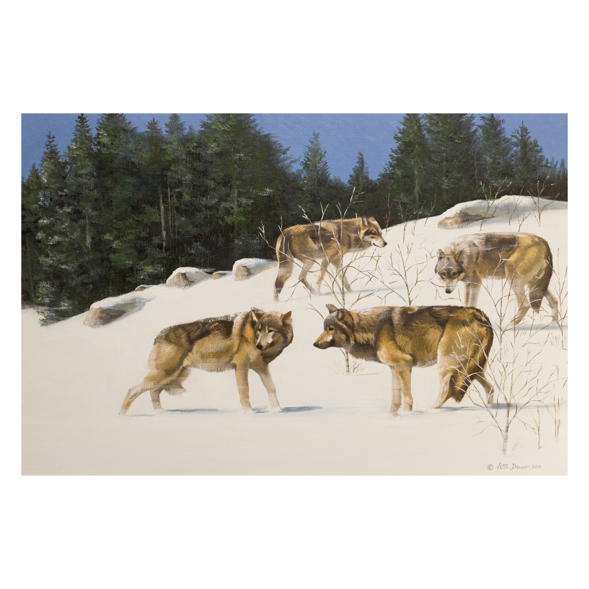 Pack of Wolves in the Snow by Peter Darro, Fine Art, Painting, Wildlife