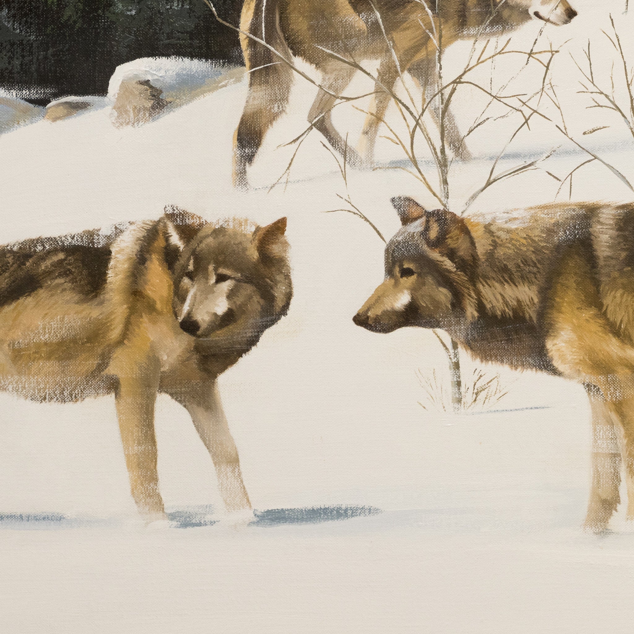 Pack of Wolves in the Snow by Peter Darro