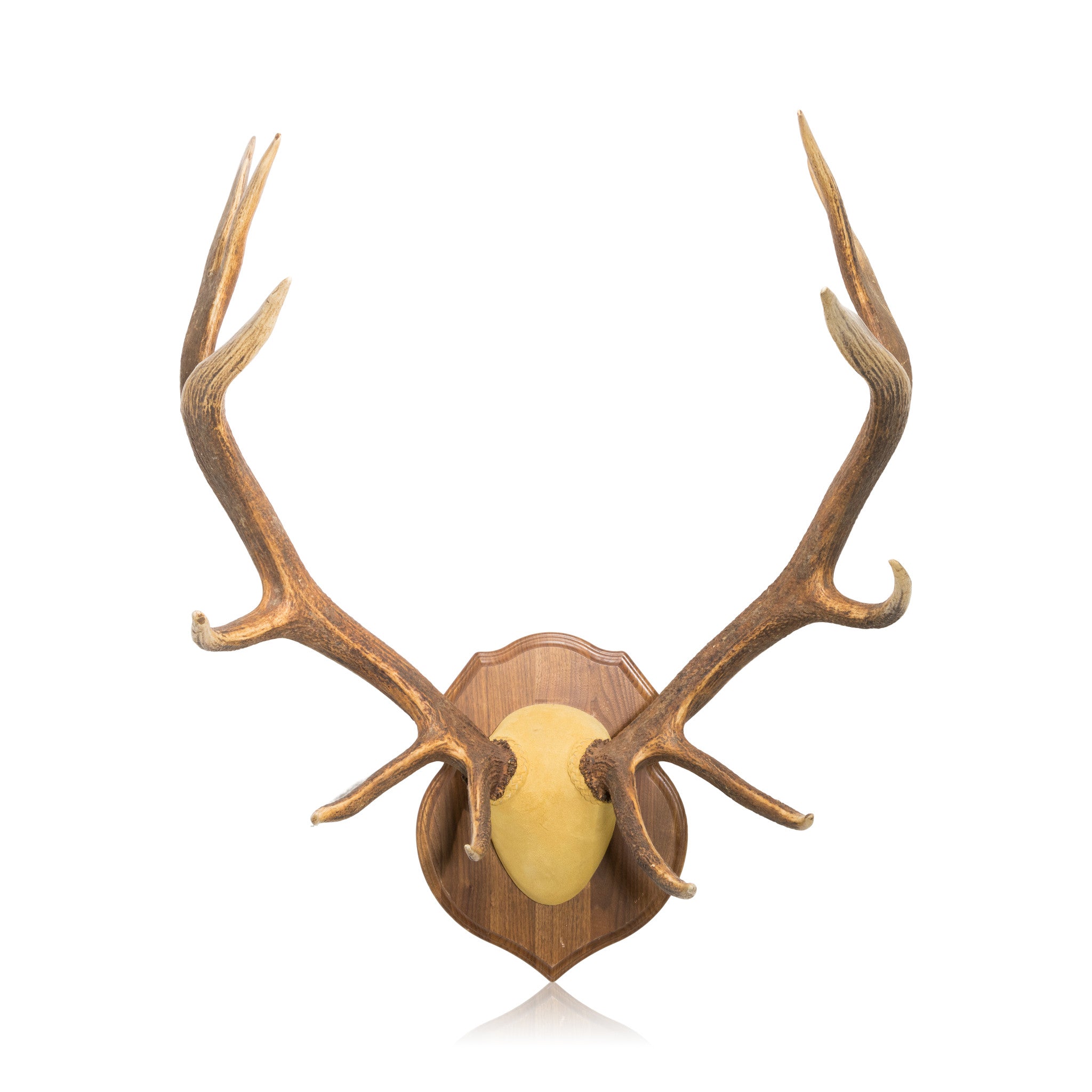 6 x 6 Elk, Furnishings, Taxidermy, Elk